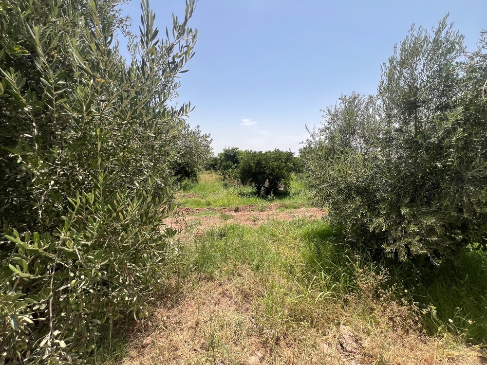Achat / Vente : ferme agricole , 250 ha , Marrakech , route d’Agadir  — photo 8