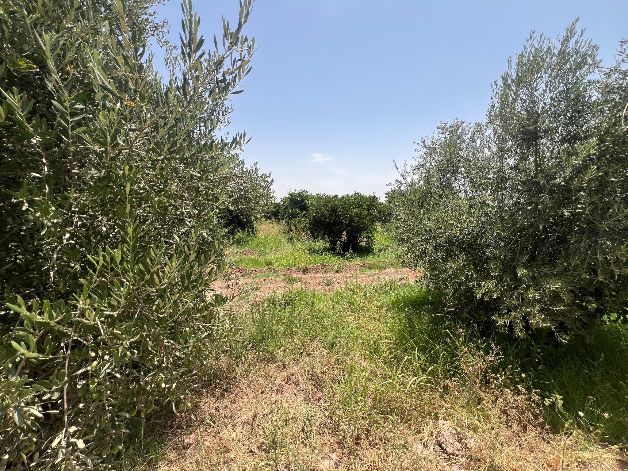 Achat / Vente : ferme agricole , 250 ha , Marrakech , route d’Agadir  — miniature 8