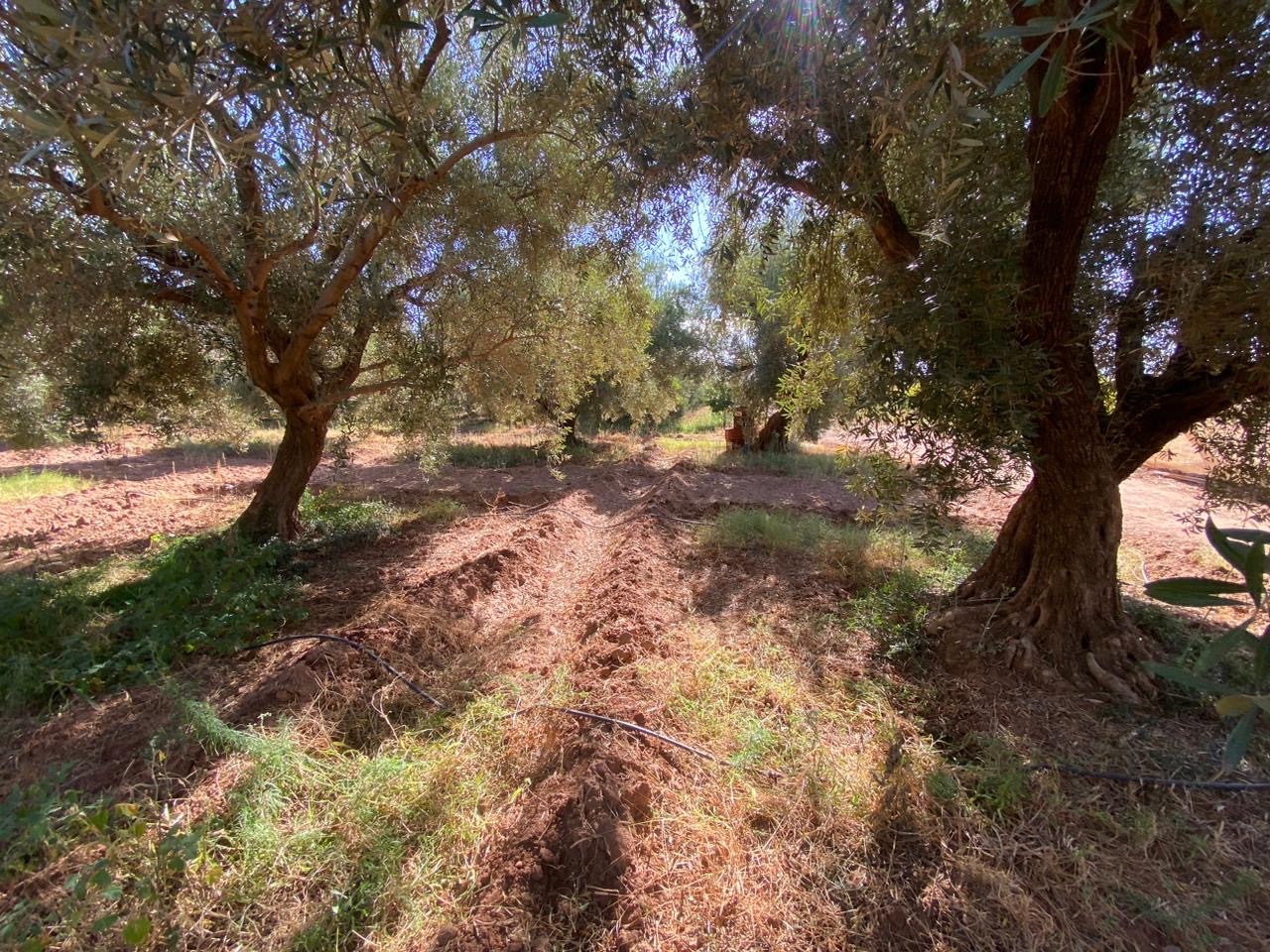 Ferme 6,08 ha à vendre, Route de Fès, Marrakech — miniature 2