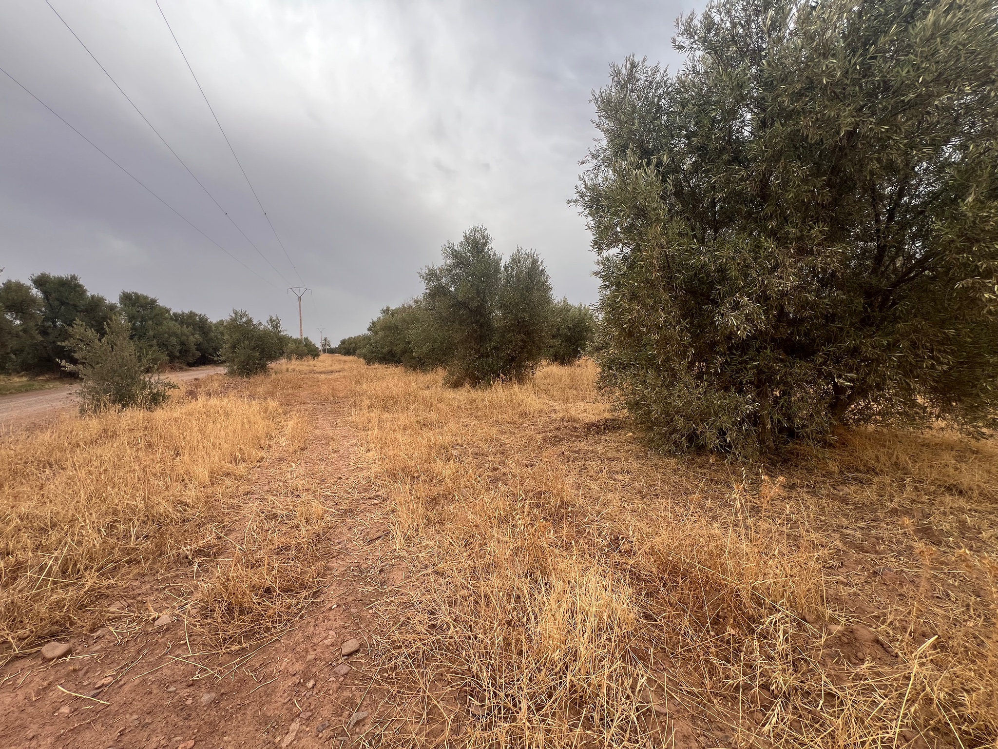 Terrain arboré 3,5 ha à vendre, Route de Tahanaoute, Marrakech — miniature 6
