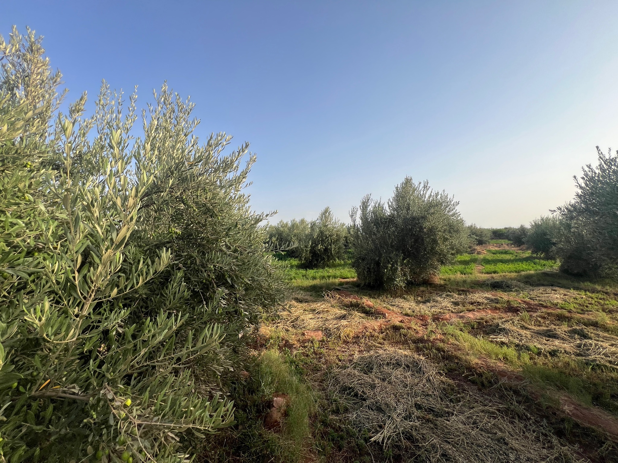 Ferme titrée 1,5  ha, 180 oliviers, à vendre, Ait Faska, Marrakech — miniature 13