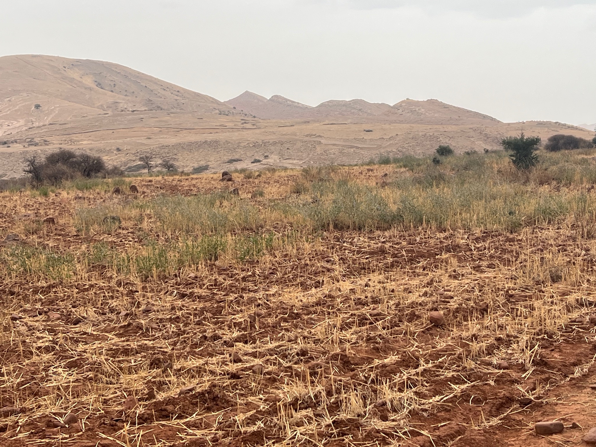 Terrain 3,07 ha à vendre, Sidi Abdellah Ghiate, Marrakech — miniature 3