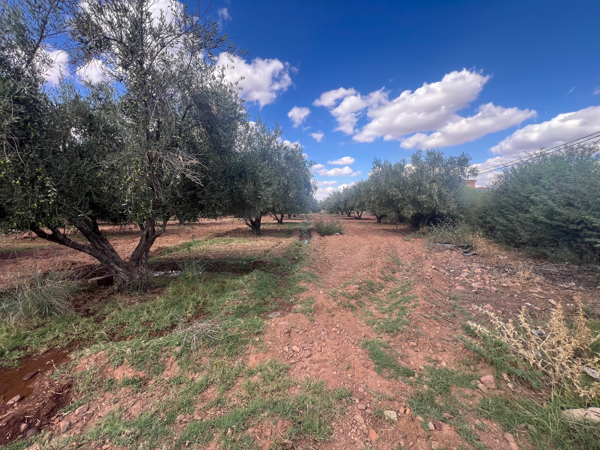 Ferme 1,75 ha à vendre, Route de l'Ourika, Marrakech — miniature 2