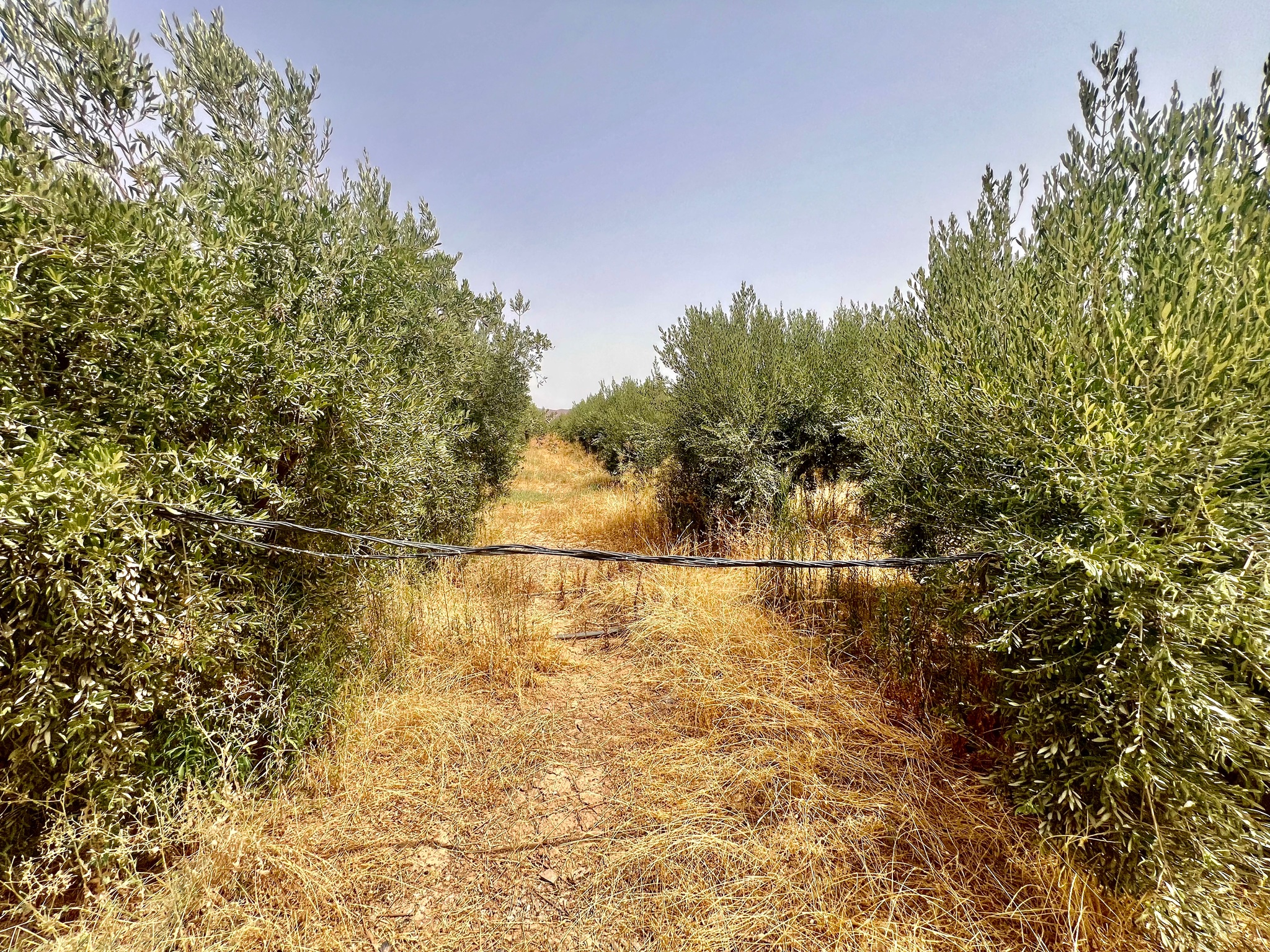Ferme agricole 18,5 ha à vendre, Tamlalte, Marrakech — miniature 7