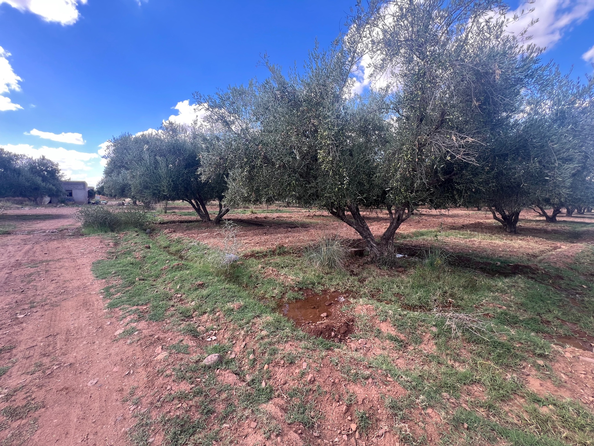Ferme 1,75 ha à vendre, Route de l'Ourika, Marrakech — miniature 13