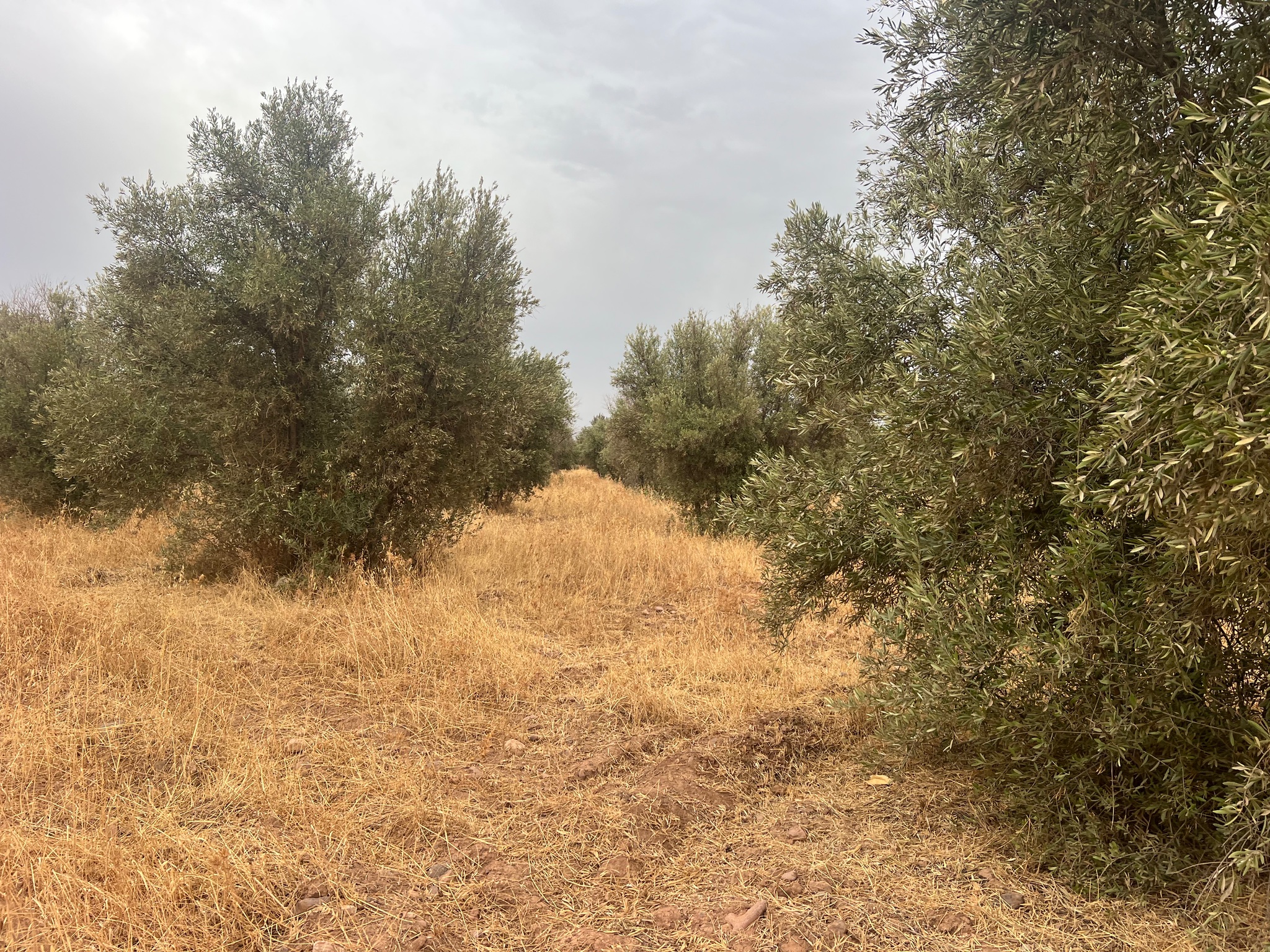 Terrain arboré 3,5 ha à vendre, Route de Tahanaoute, Marrakech — miniature 2