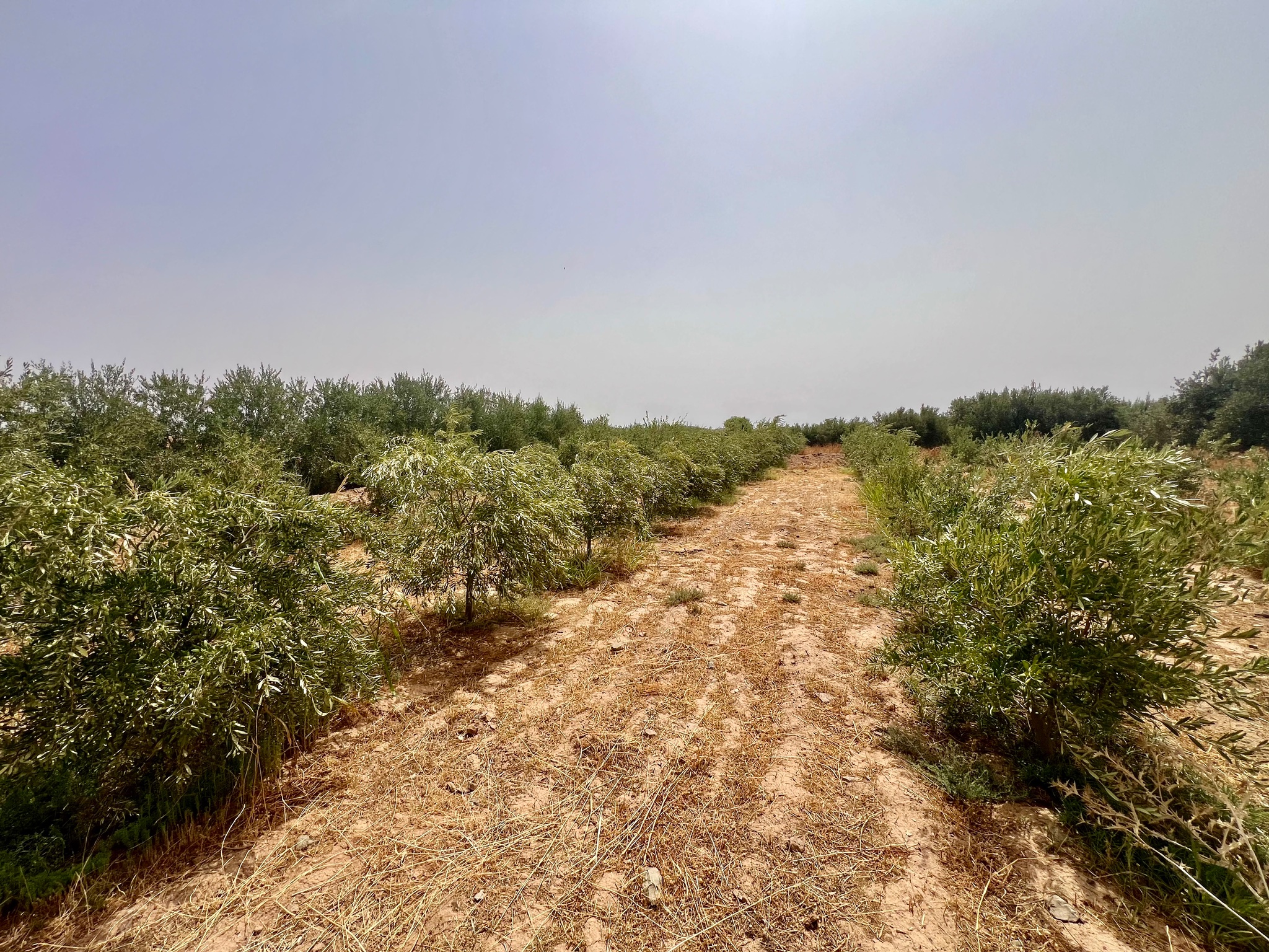 Ferme agricole 18,5 ha à vendre, Tamlalte, Marrakech — miniature 17