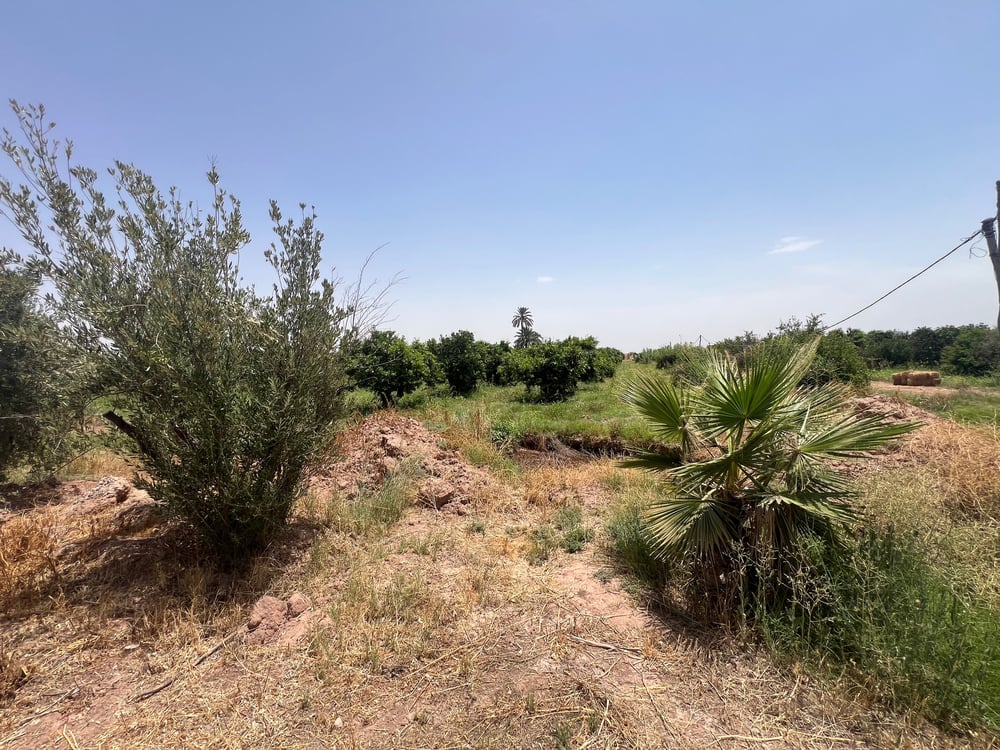 Achat / Vente : ferme agricole , 250 ha , Marrakech , route d’Agadir  — photo 4