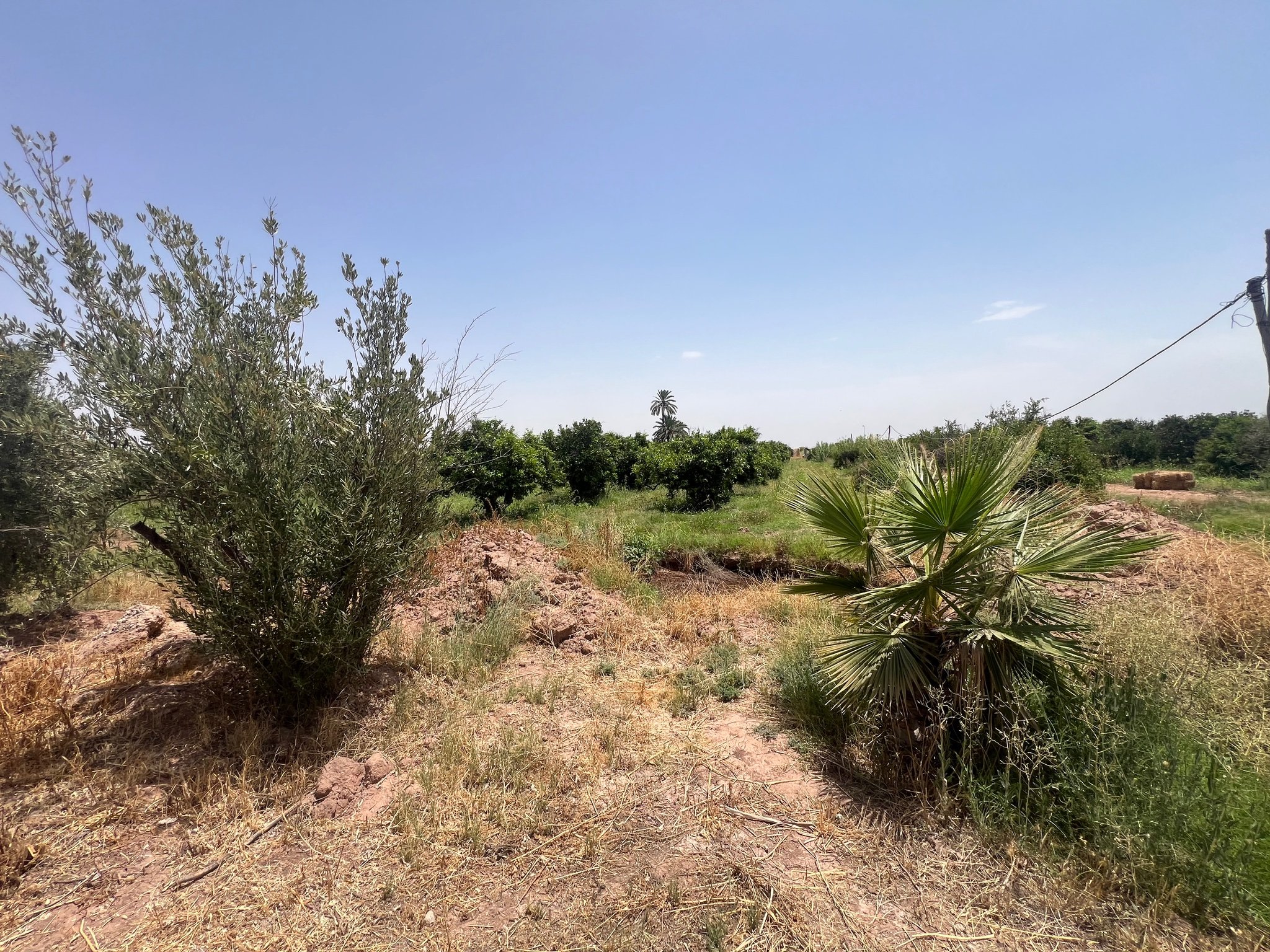 Achat / Vente : ferme agricole , 250 ha , Marrakech , route d’Agadir  — miniature 4