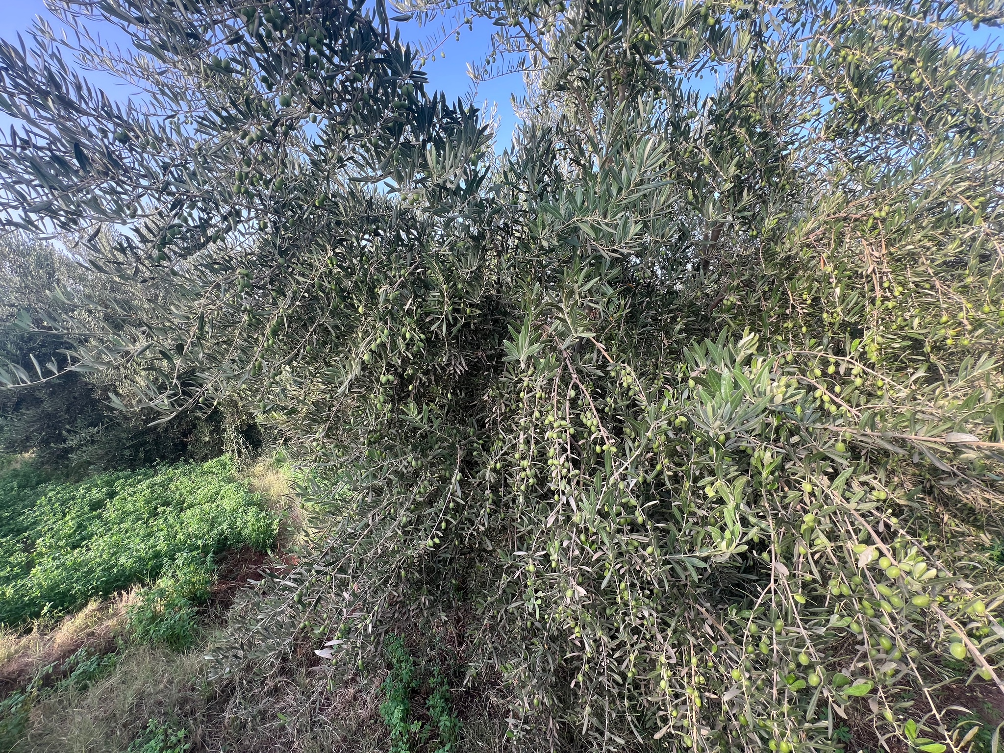 Ferme titrée 1,5  ha, 180 oliviers, à vendre, Ait Faska, Marrakech — miniature 10