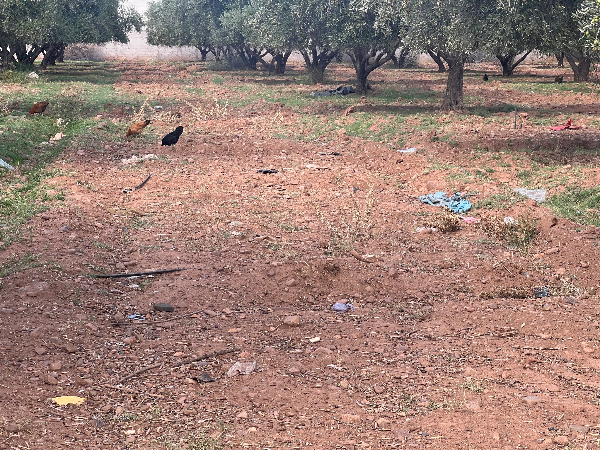 Ferme 1,75 ha à vendre, Route de l'Ourika, Marrakech — miniature 8