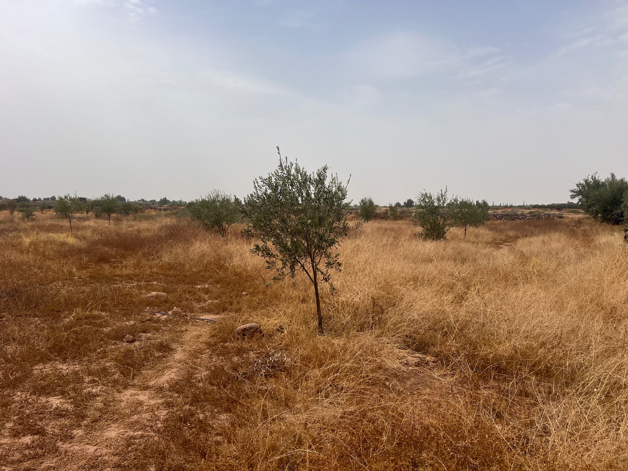Terrain 2400 m² à vendre à Sidi Abdellah Ghiate, Marrakech — miniature 5
