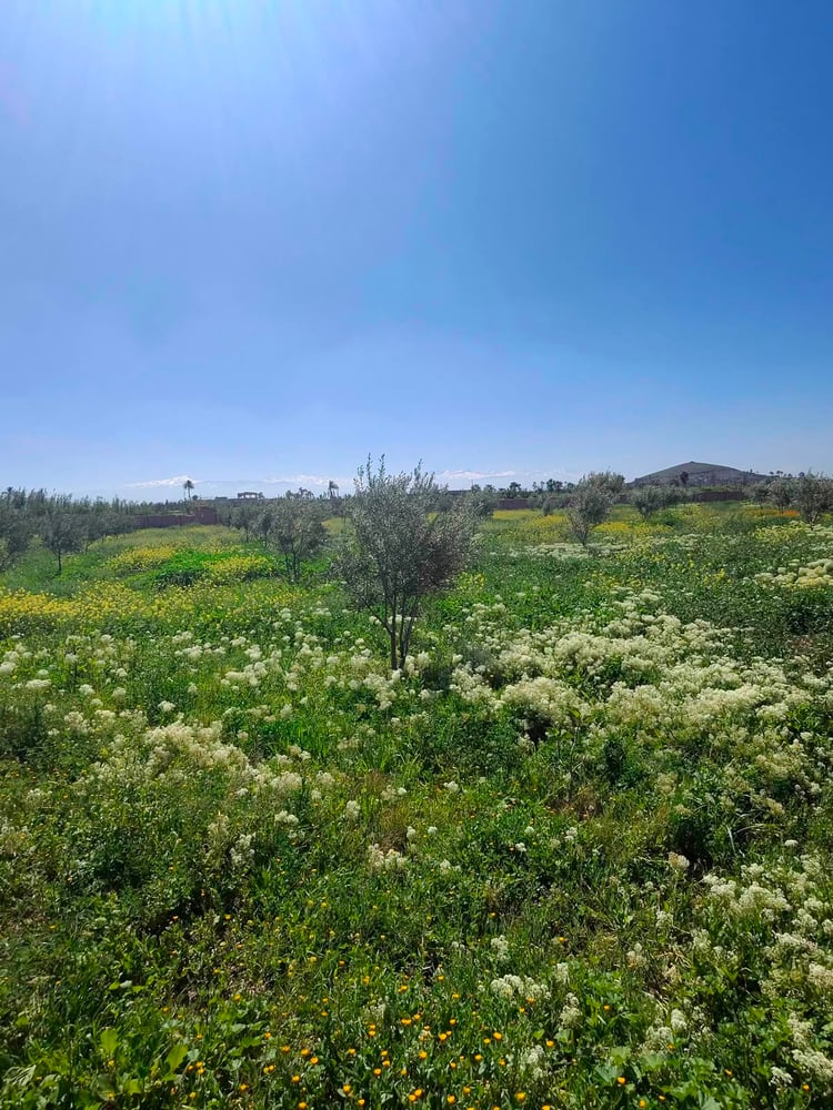 Ferme à vendre avec maison , (VNA ) déjà existante , Marrakech, route de  Fès  — photo 10