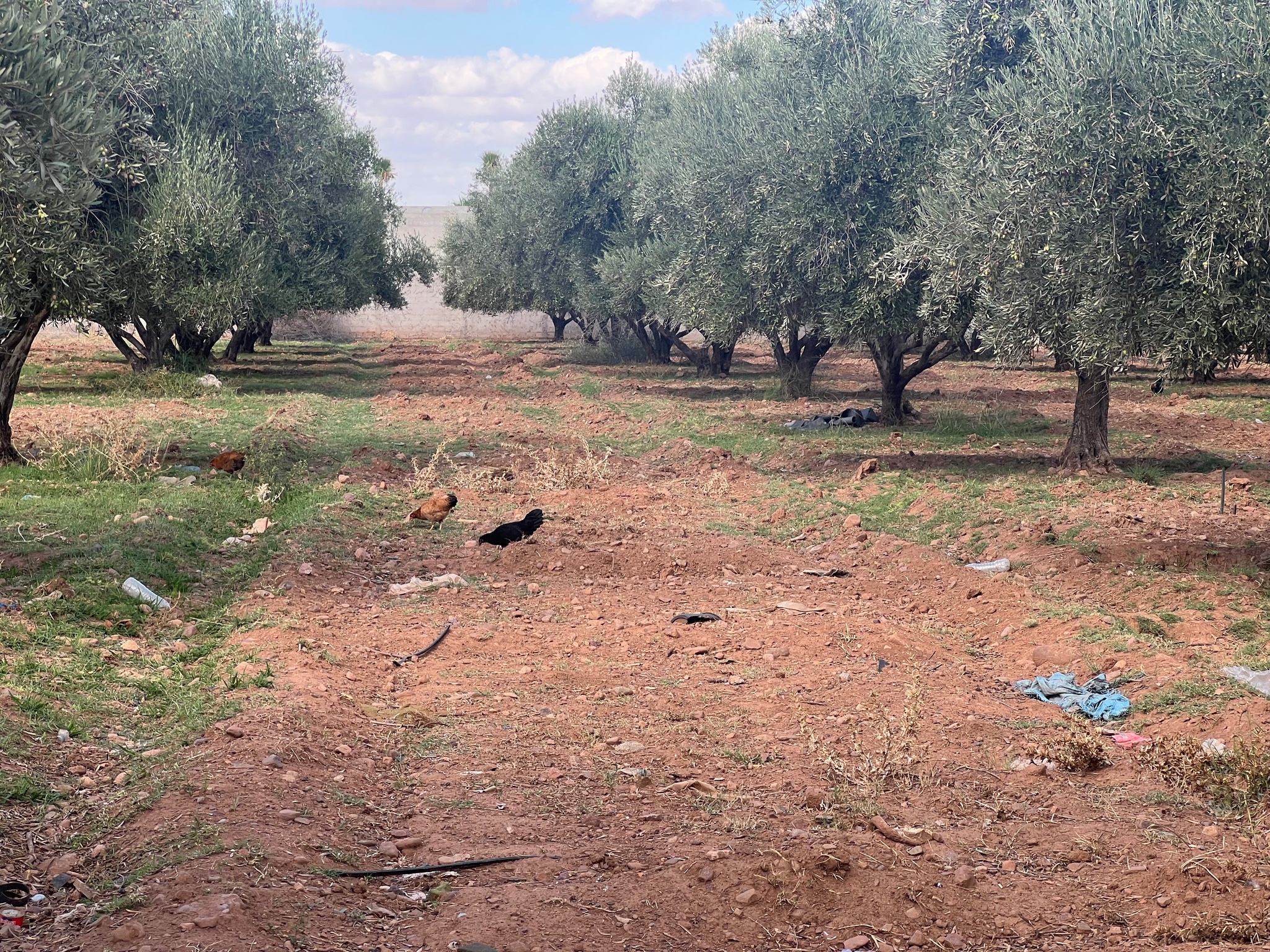 Ferme 1,75 ha à vendre, Route de l'Ourika, Marrakech — miniature 7