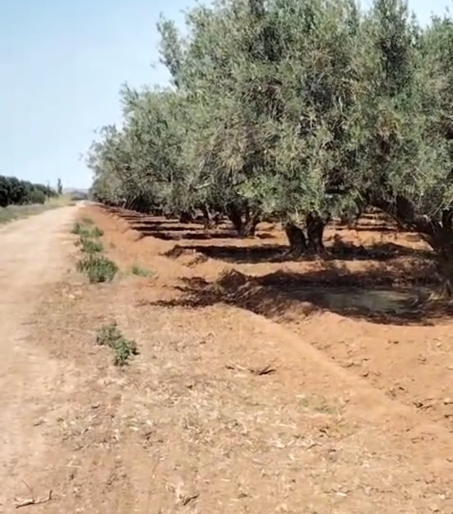 Achat / vente : Ferme agricole, titrée , 137 ha , route de Fès , Marrakech.  — photo 6