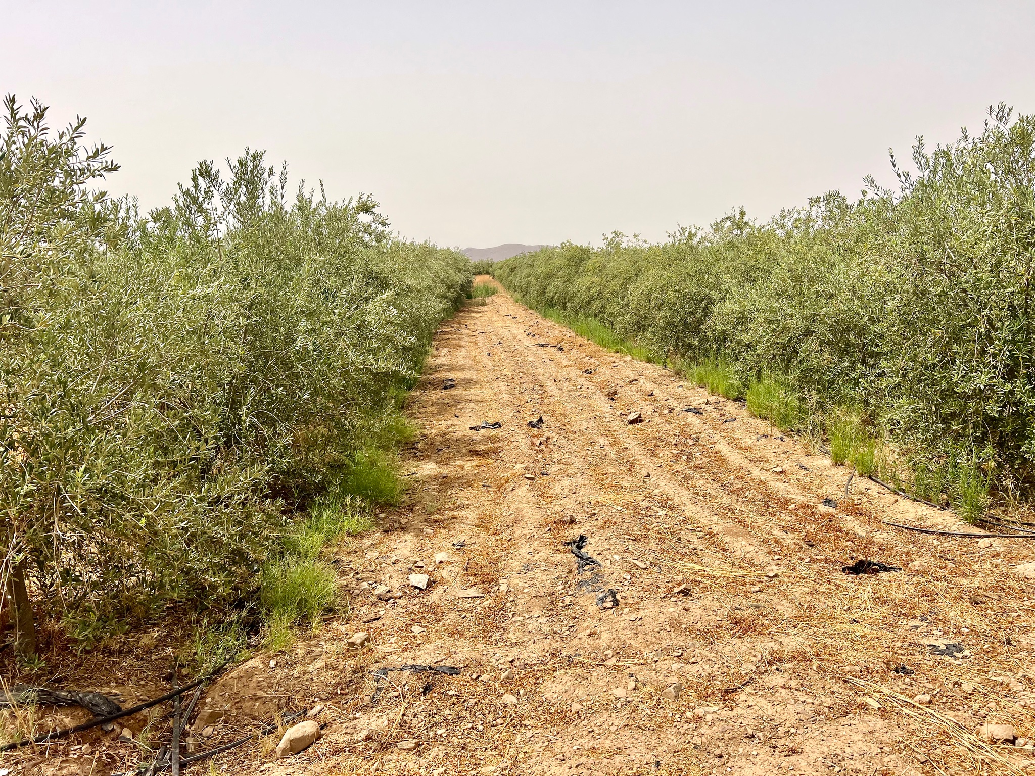 Ferme agricole 18,5 ha à vendre, Tamlalte, Marrakech — miniature 2
