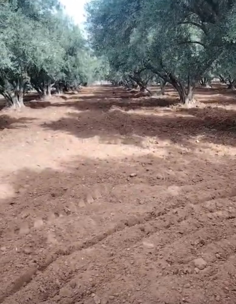 Achat / vente : Ferme agricole, titrée , 137 ha , route de Fès , Marrakech.  — photo 8
