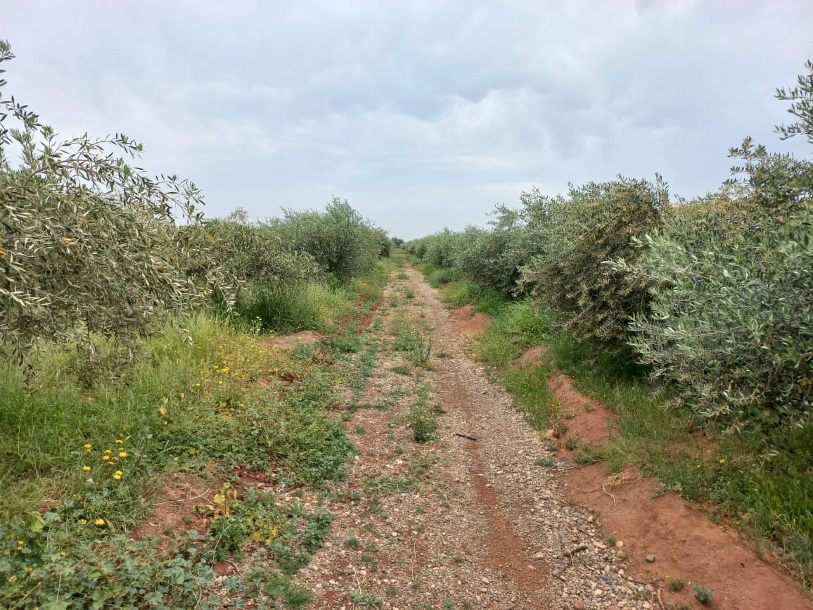 Ferme 2,75 ha avec maison à vendre, Sidi Abdellah Ghiate, Marrakech — miniature 5