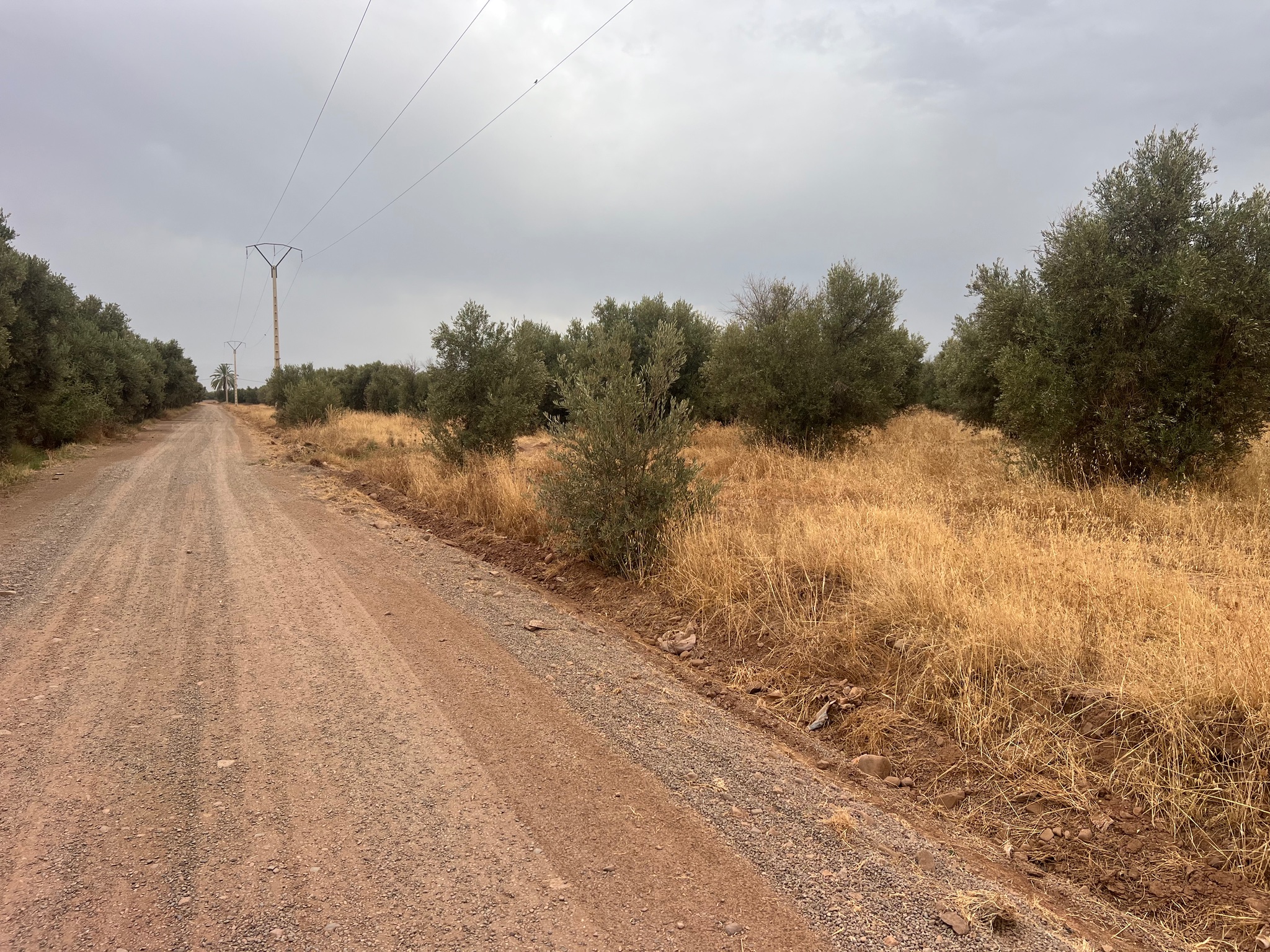 Terrain arboré 3,5 ha à vendre, Route de Tahanaoute, Marrakech — miniature 7