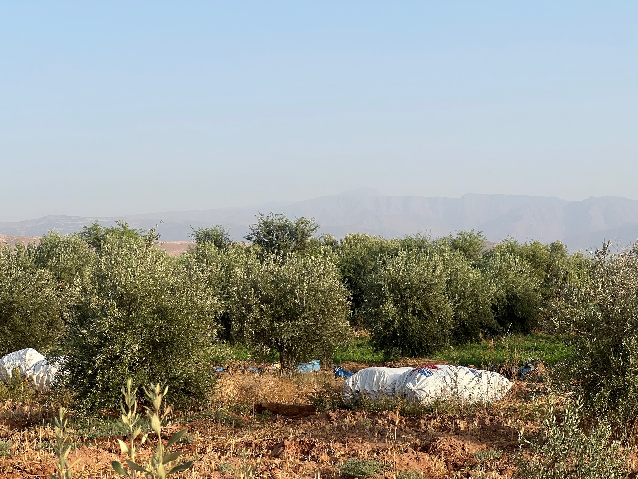 Ferme titrée 1,5  ha, 180 oliviers, à vendre, Ait Faska, Marrakech — miniature 2