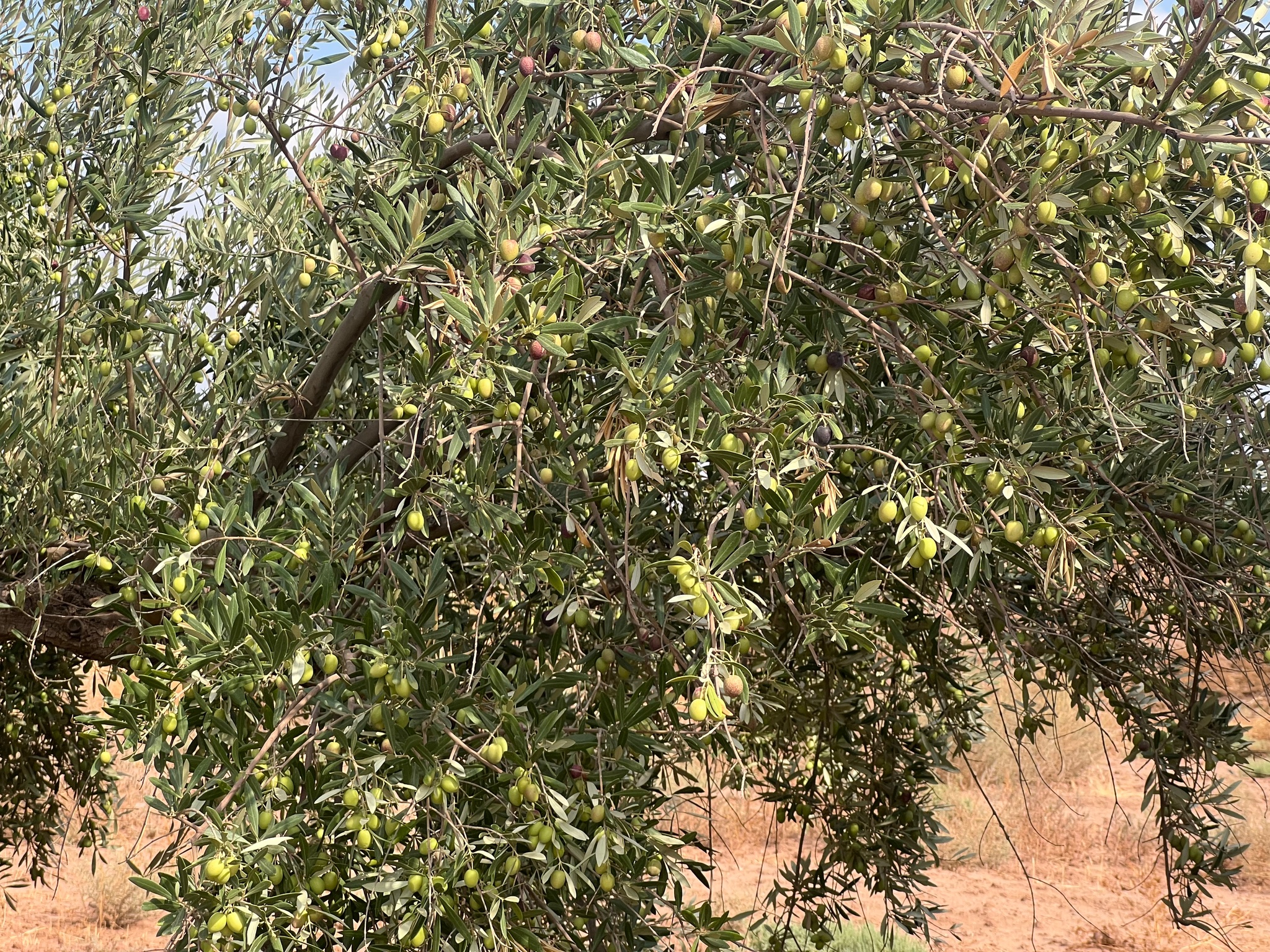 Ferme agricole 44 ha à vendre Souihla, Marrakech — miniature 10