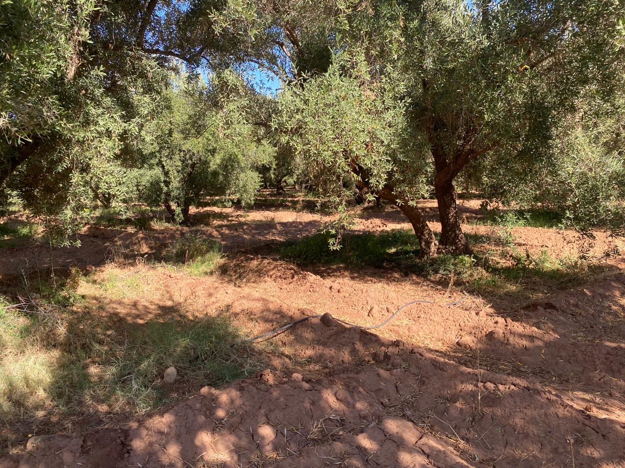 Ferme 6,08 ha à vendre, Route de Fès, Marrakech — miniature 10