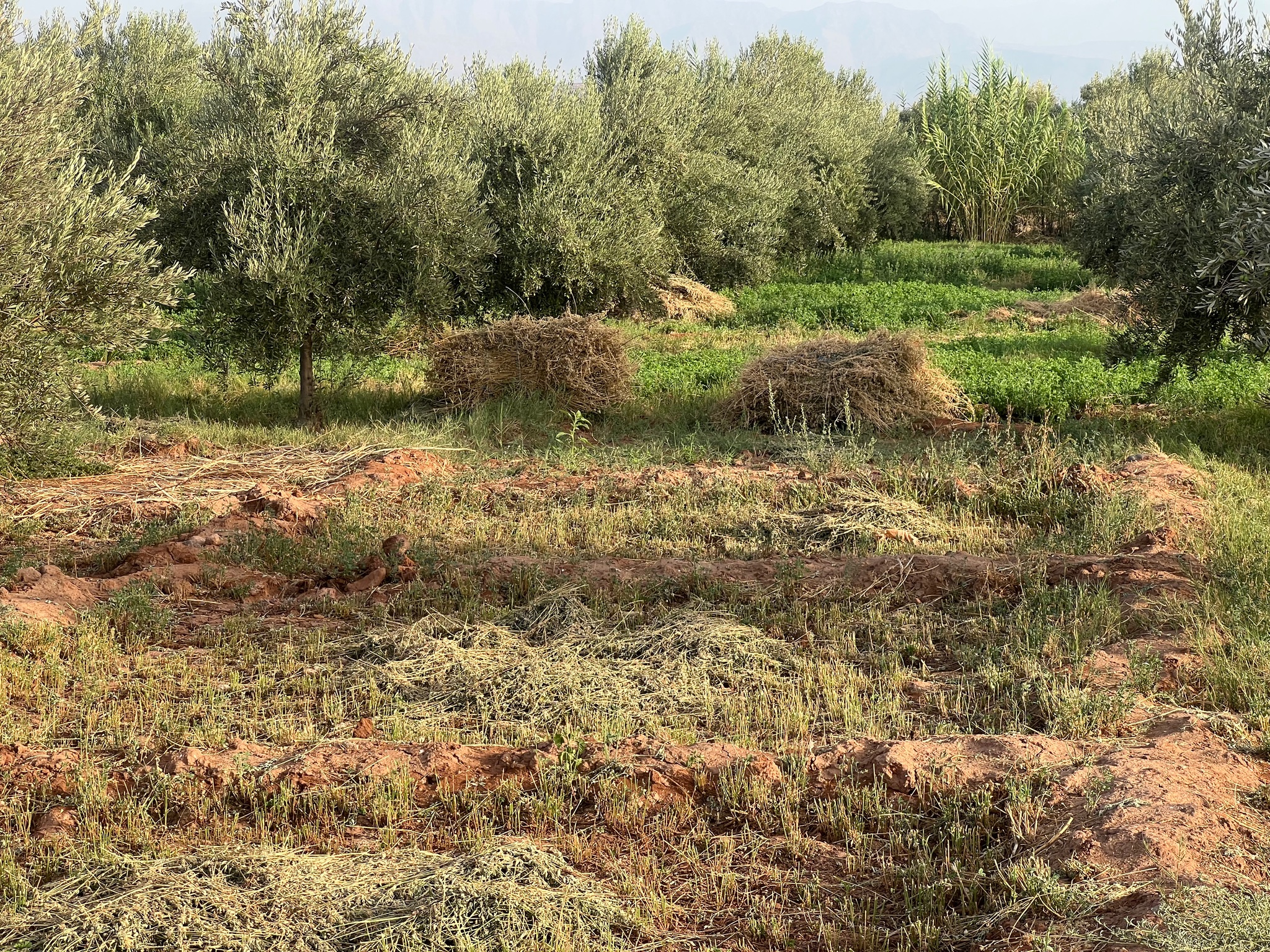 Ferme titrée 1,5  ha, 180 oliviers, à vendre, Ait Faska, Marrakech — miniature 12