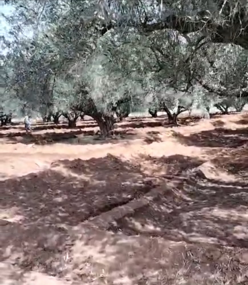 Achat / vente : Ferme agricole, titrée , 137 ha , route de Fès , Marrakech.  — photo 2