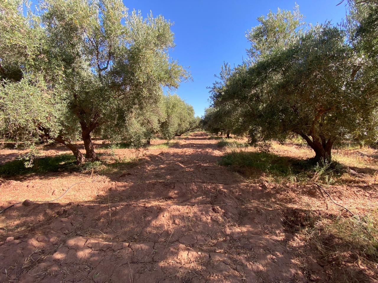 Ferme 6,08 ha à vendre, Route de Fès, Marrakech — miniature 12