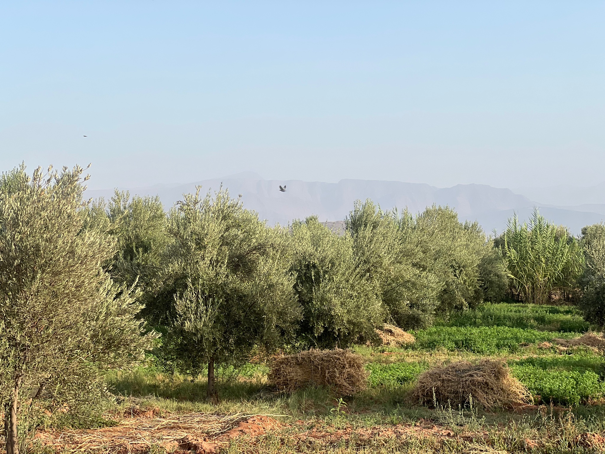 Ferme titrée 1,5  ha, 180 oliviers, à vendre, Ait Faska, Marrakech — miniature 15