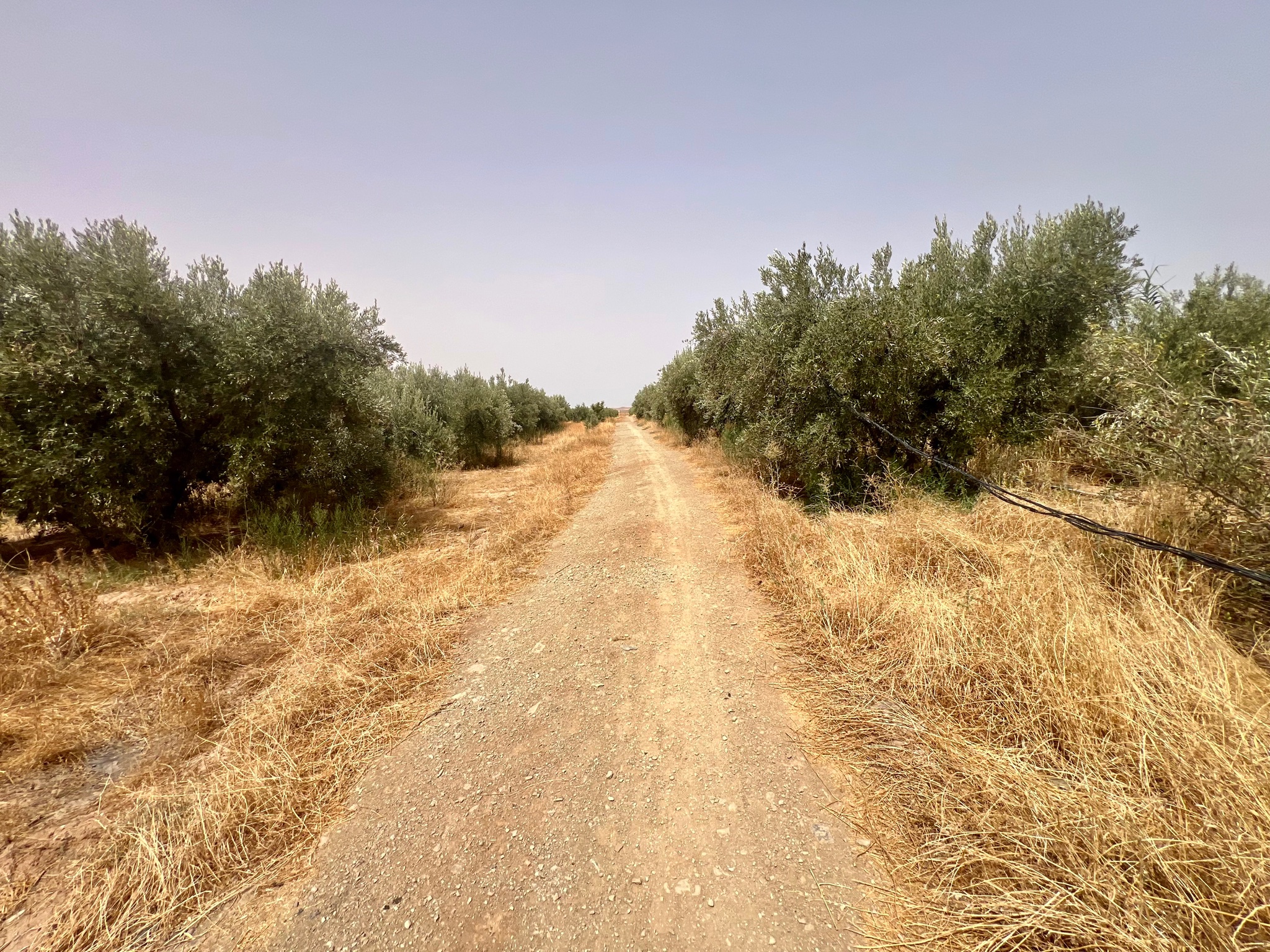 Ferme agricole 18,5 ha à vendre, Tamlalte, Marrakech — miniature 6