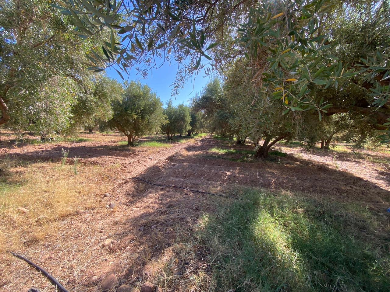 Ferme 6,08 ha à vendre, Route de Fès, Marrakech — miniature 17