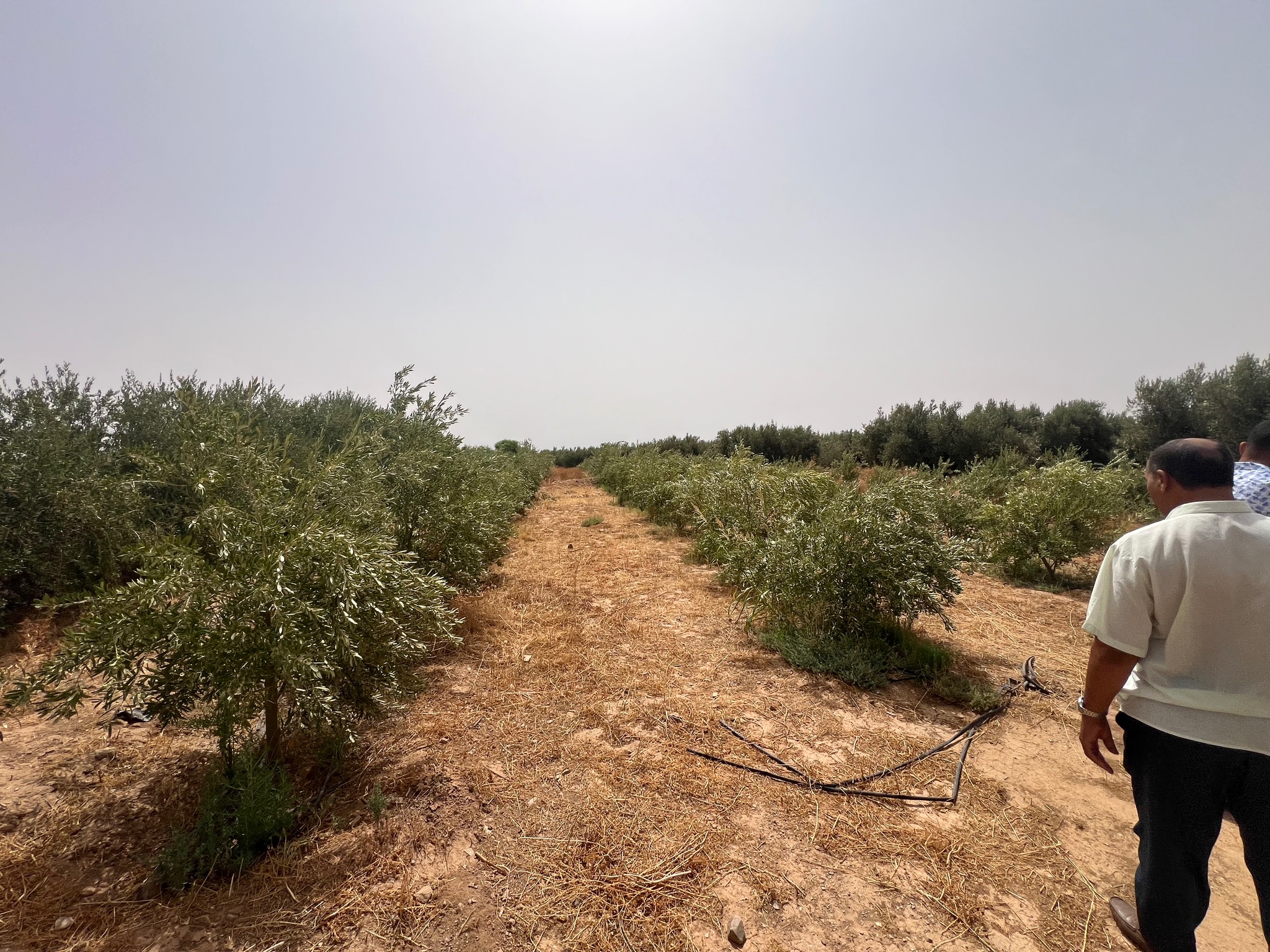 Ferme agricole 18,5 ha à vendre, Tamlalte, Marrakech — miniature 18