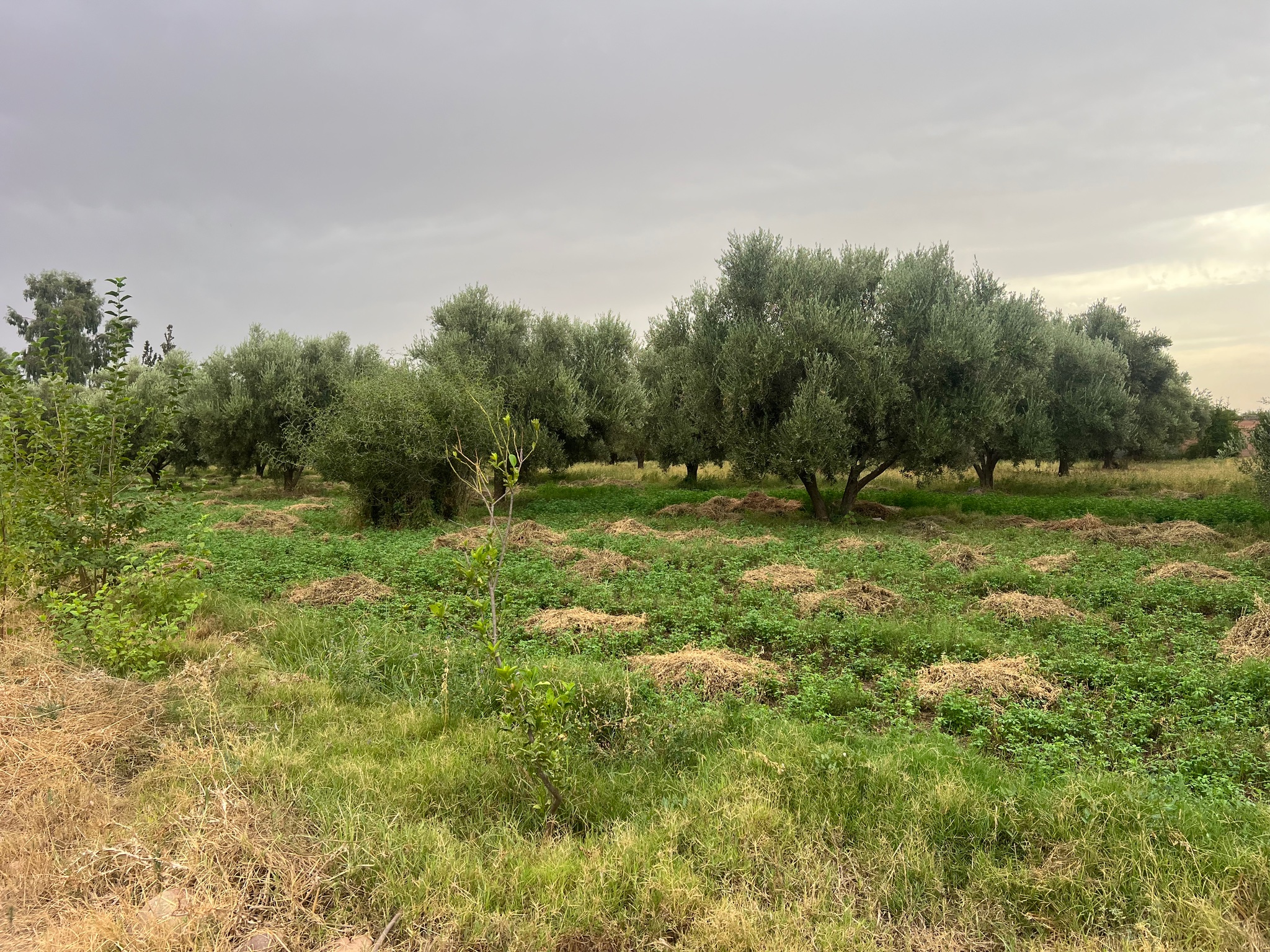 Ferme à vendre 2,5 ha , route de tahanaoute , Marrakech  — miniature 3