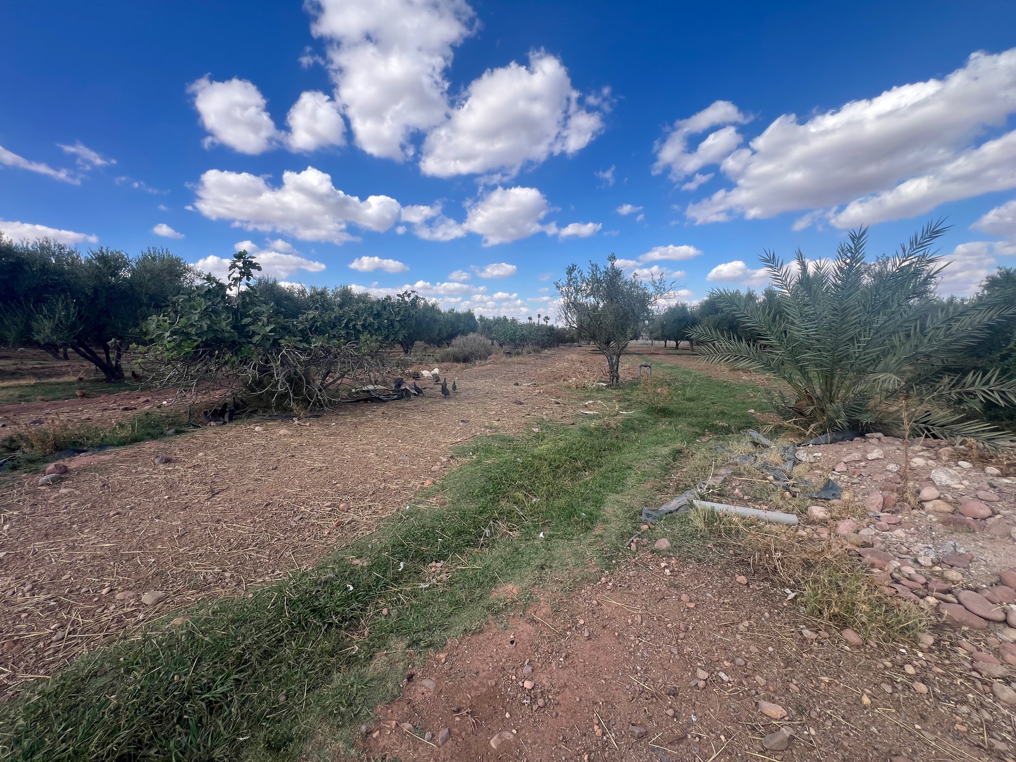 Ferme 1,75 ha à vendre, Route de l'Ourika, Marrakech — miniature 4