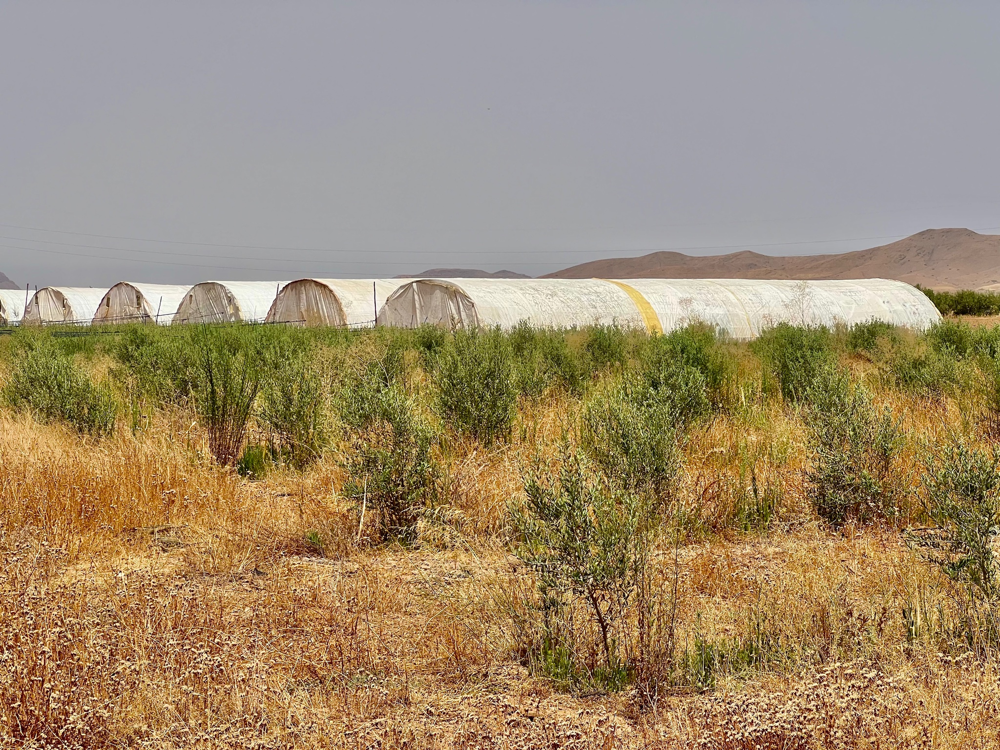 Ferme agricole 18,5 ha à vendre, Tamlalte, Marrakech — miniature 8