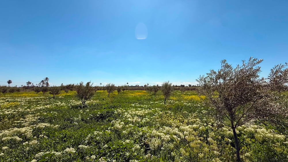 Ferme à vendre avec maison , (VNA ) déjà existante , Marrakech, route de  Fès  — photo 6