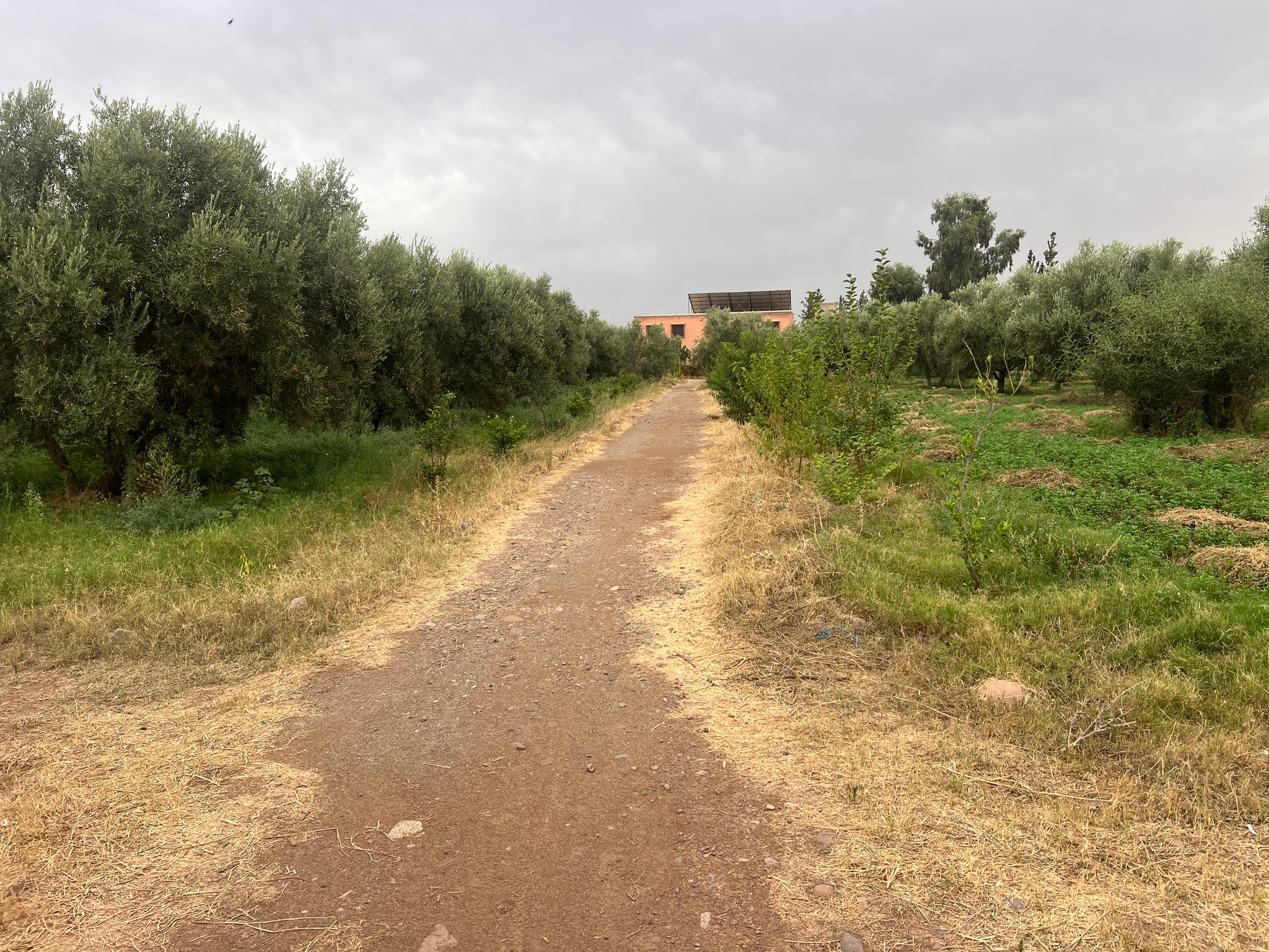 Ferme à vendre 2,5 ha , route de tahanaoute , Marrakech  — miniature 4