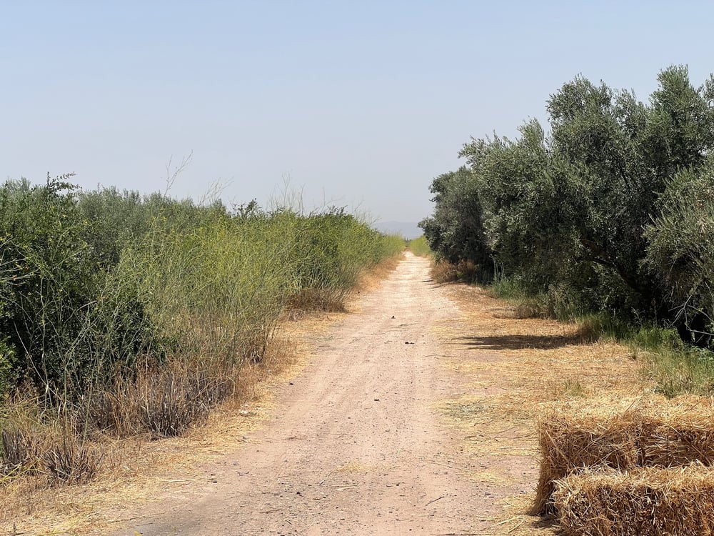 Achat / Vente : ferme agricole , 250 ha , Marrakech , route d’Agadir  — photo 5