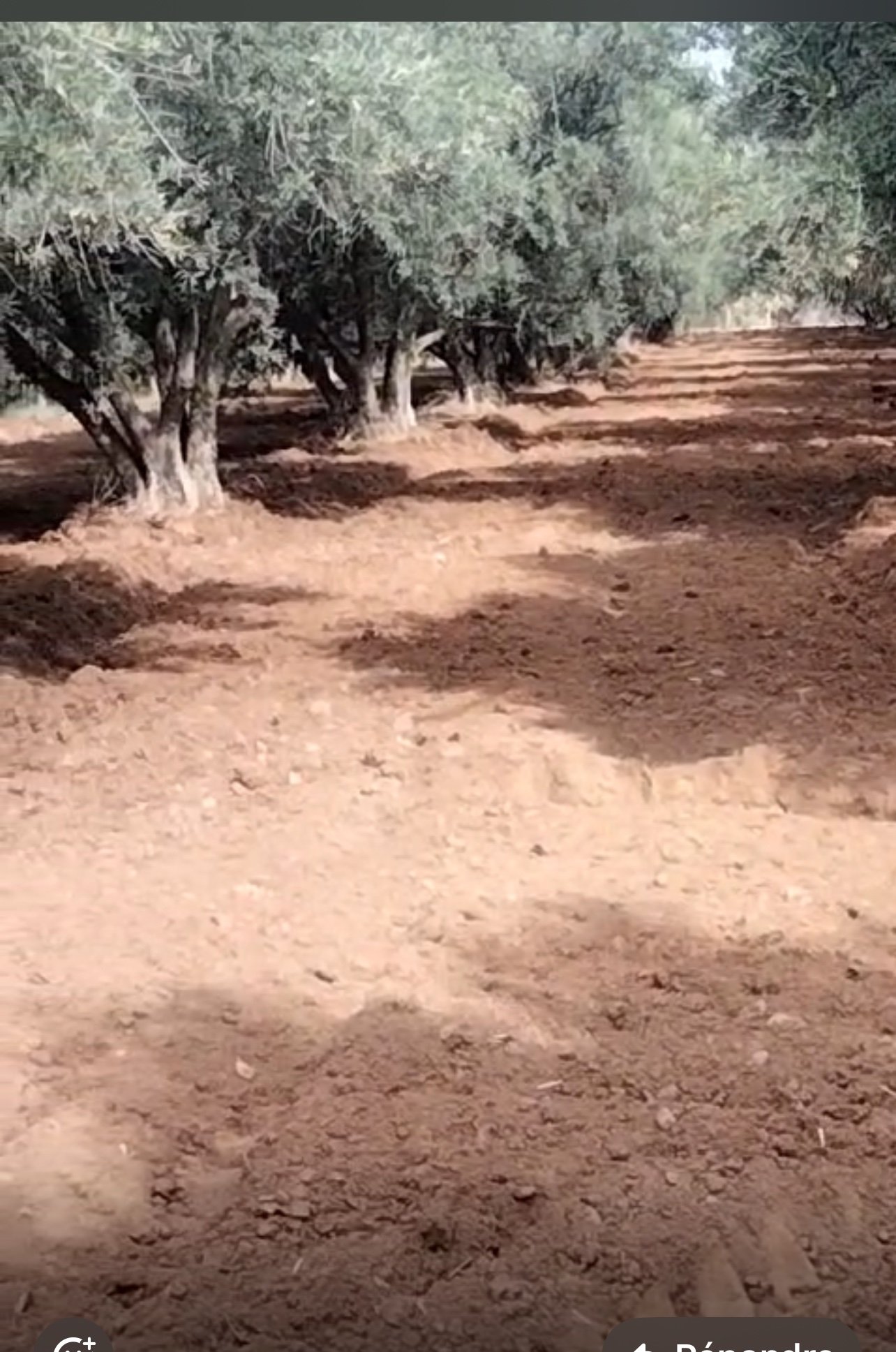 Achat / vente : Ferme agricole, titrée , 137 ha , route de Fès , Marrakech.  — miniature 7