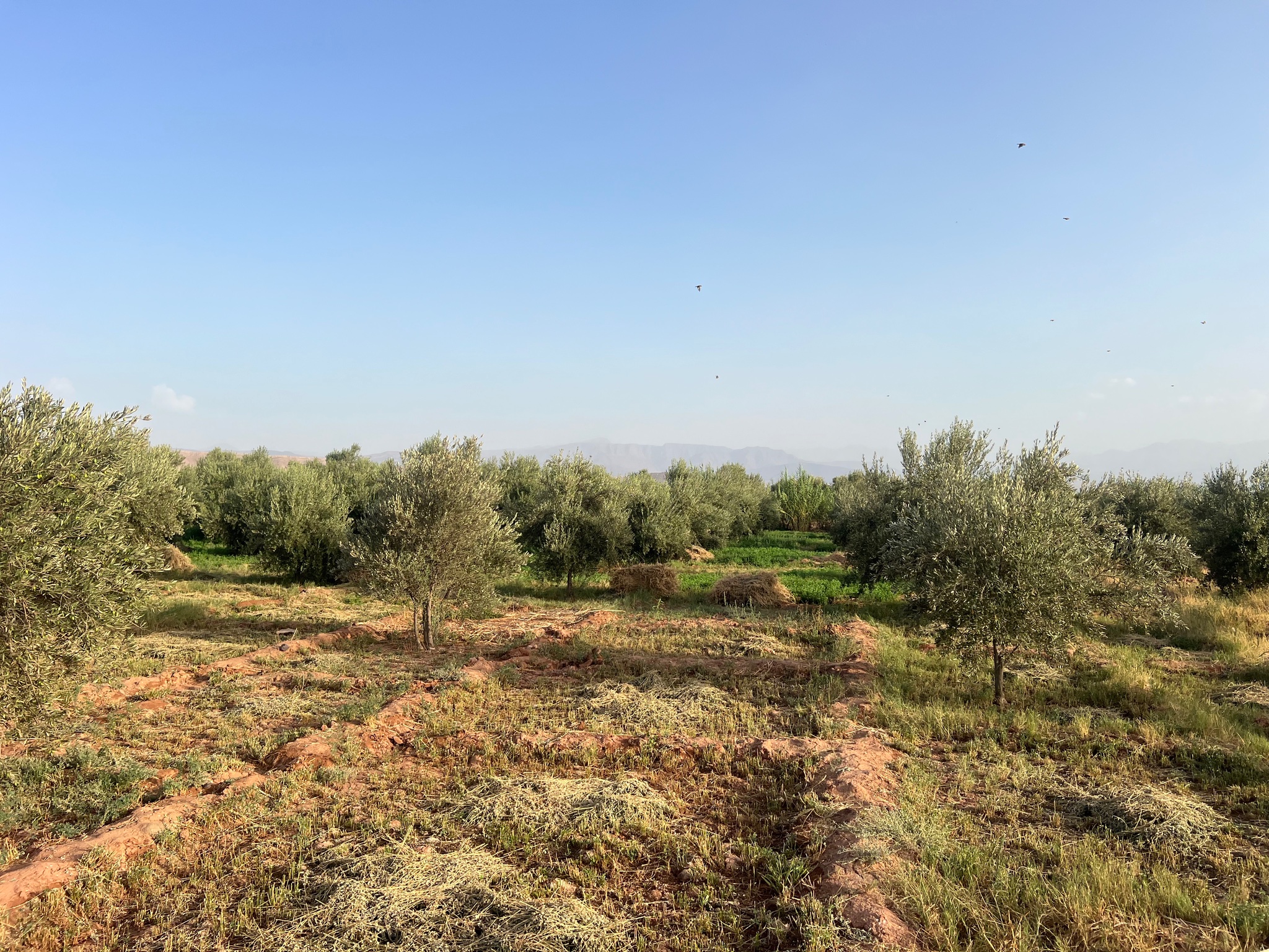 Ferme titrée 1,5  ha, 180 oliviers, à vendre, Ait Faska, Marrakech — miniature 6