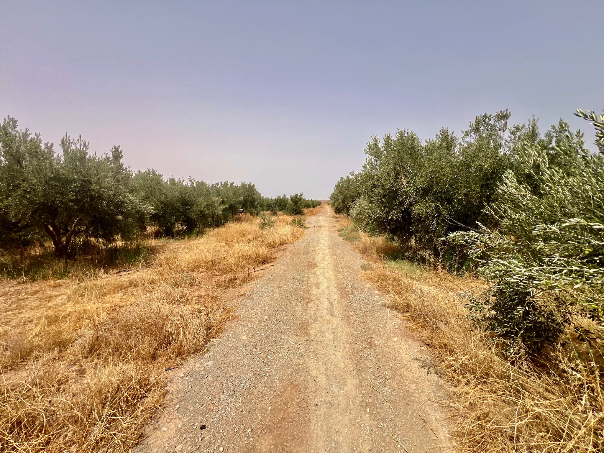 Ferme agricole 18,5 ha à vendre, Tamlalte, Marrakech — miniature 5