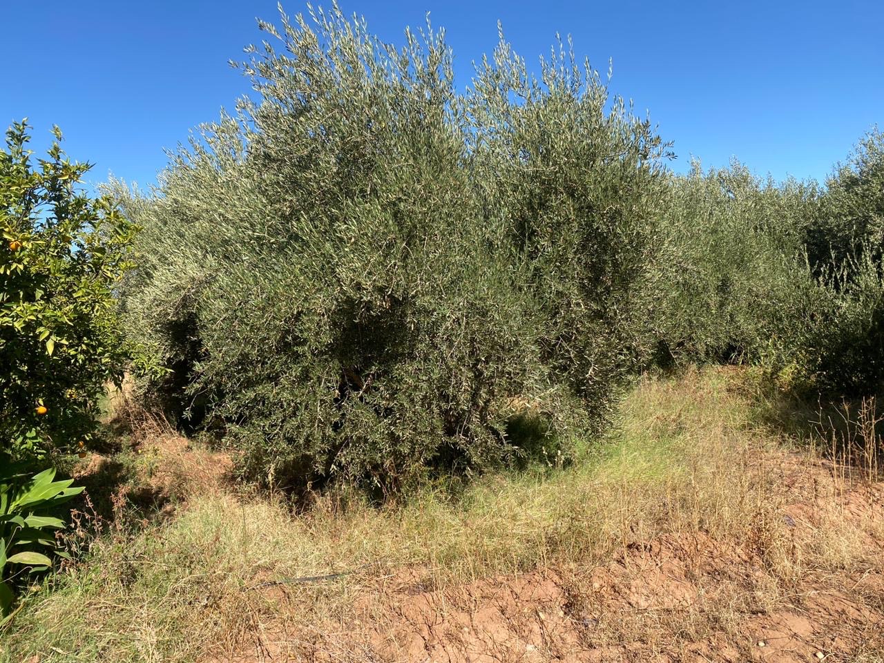 Ferme 6,08 ha à vendre, Route de Fès, Marrakech — miniature 11