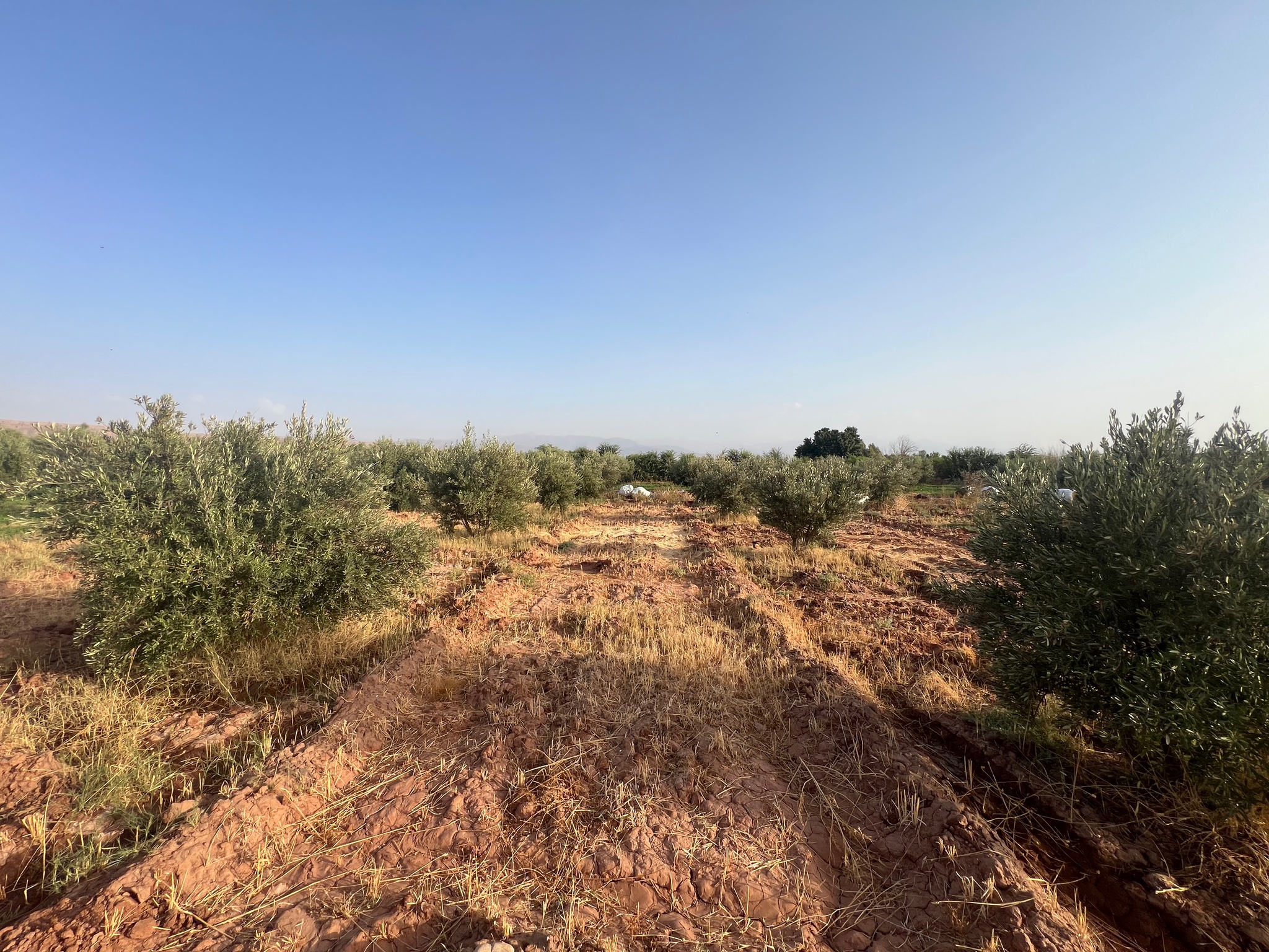 Ferme titrée 1,5  ha, 180 oliviers, à vendre, Ait Faska, Marrakech — miniature 5