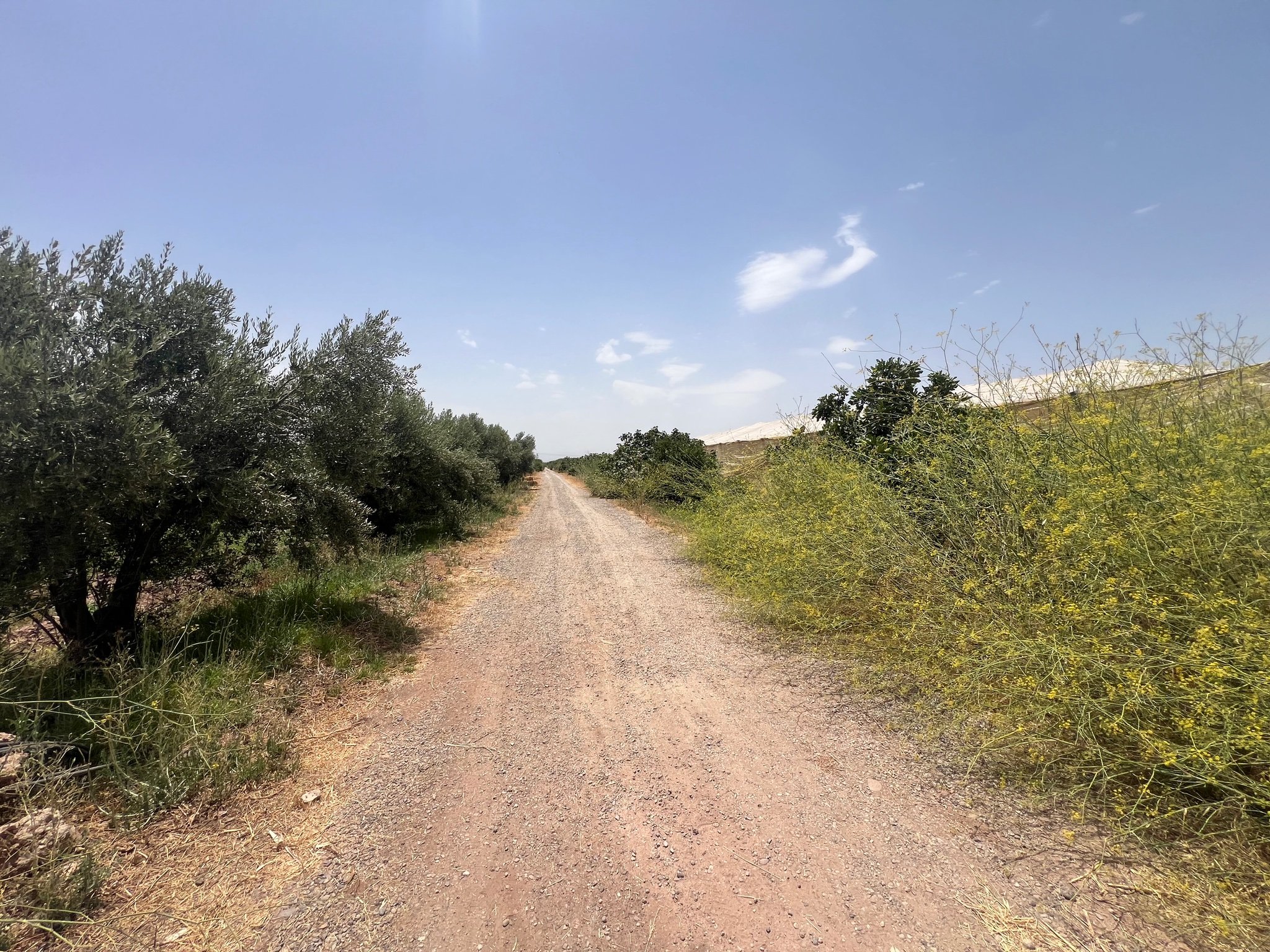 Achat / Vente : ferme agricole , 250 ha , Marrakech , route d’Agadir  — miniature 3