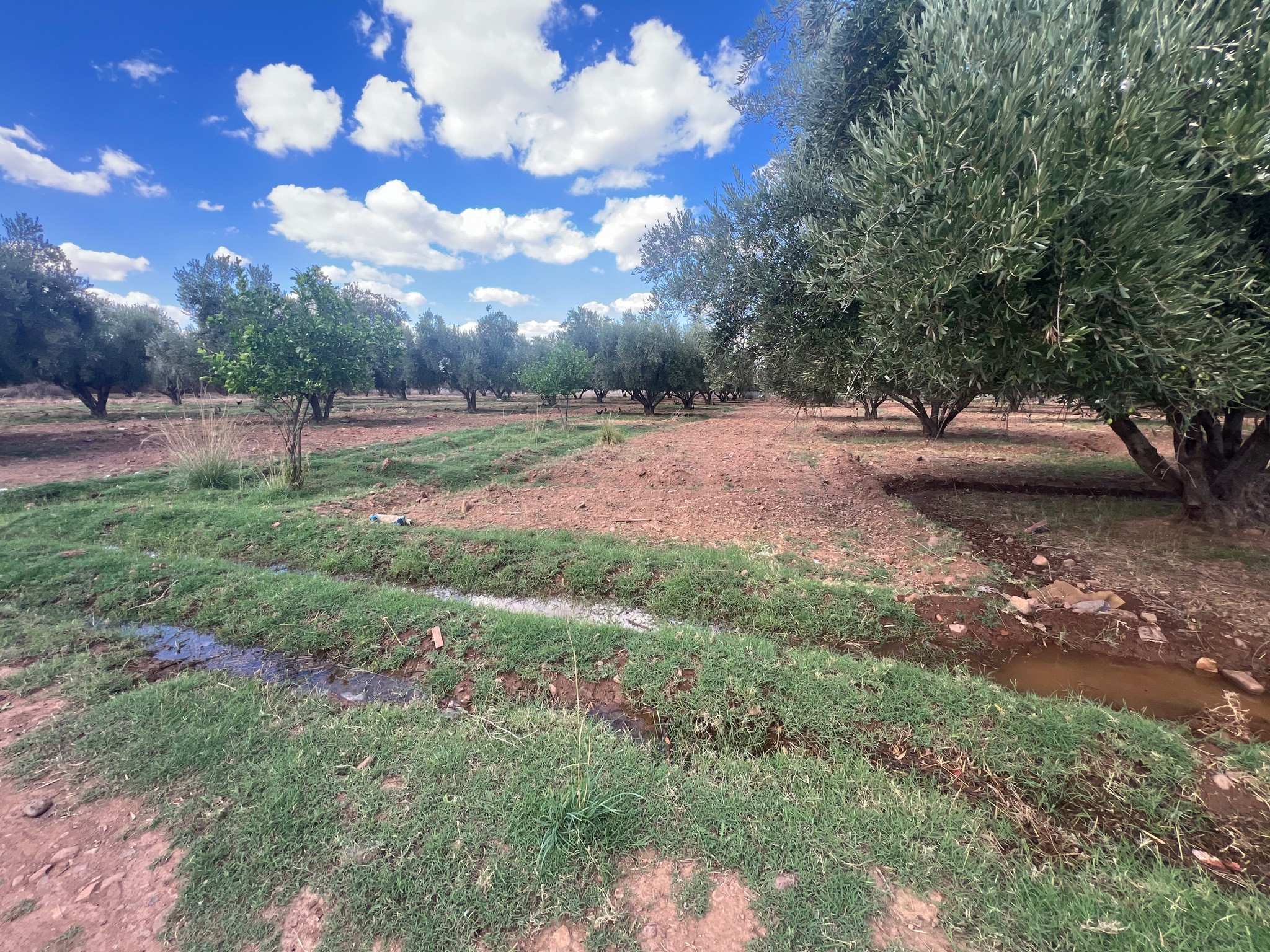 Ferme 1,75 ha à vendre, Route de l'Ourika, Marrakech — miniature 11