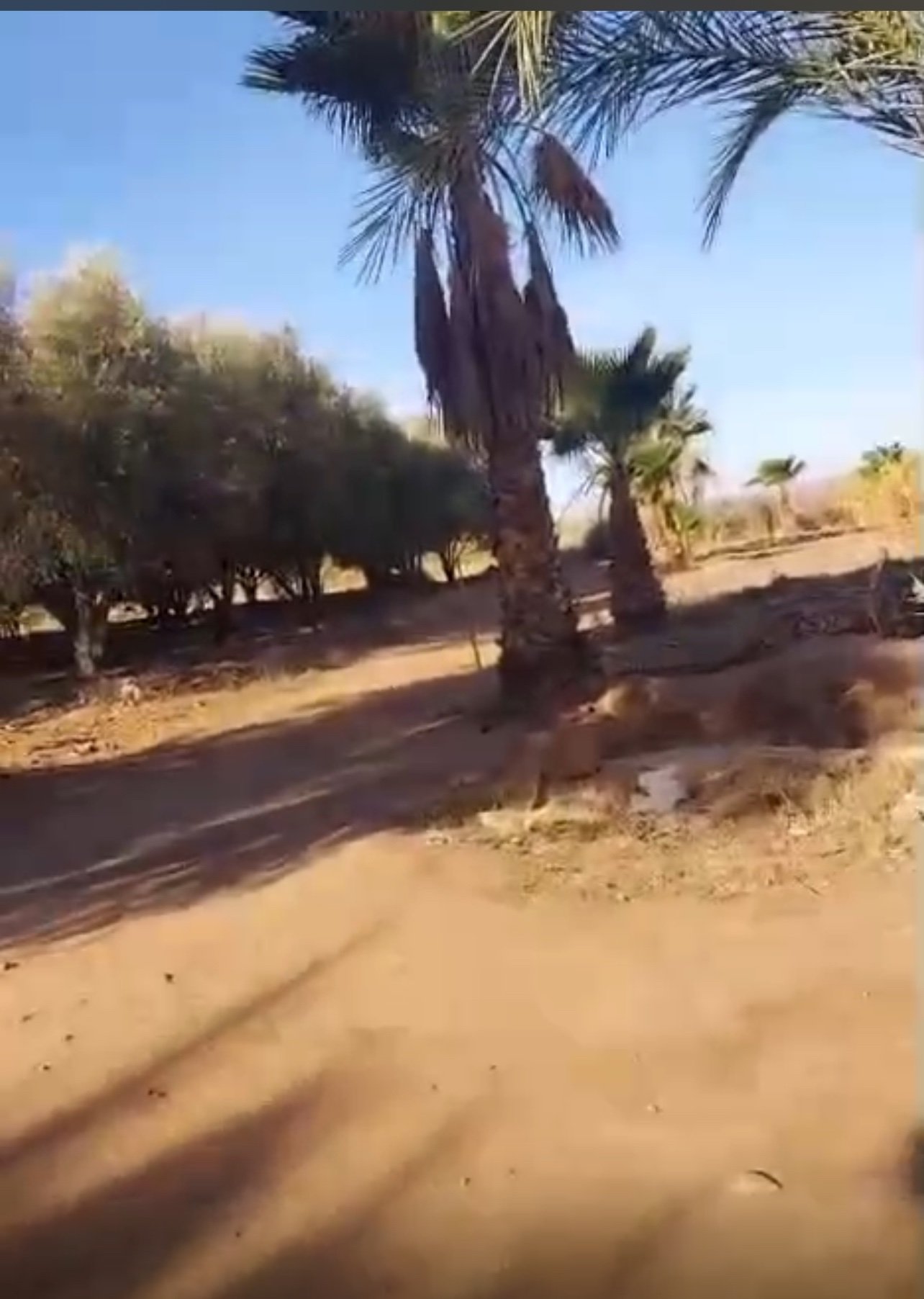 Ferme 3,5 ha à vendre, Route de Fès, Marrakech — miniature 5