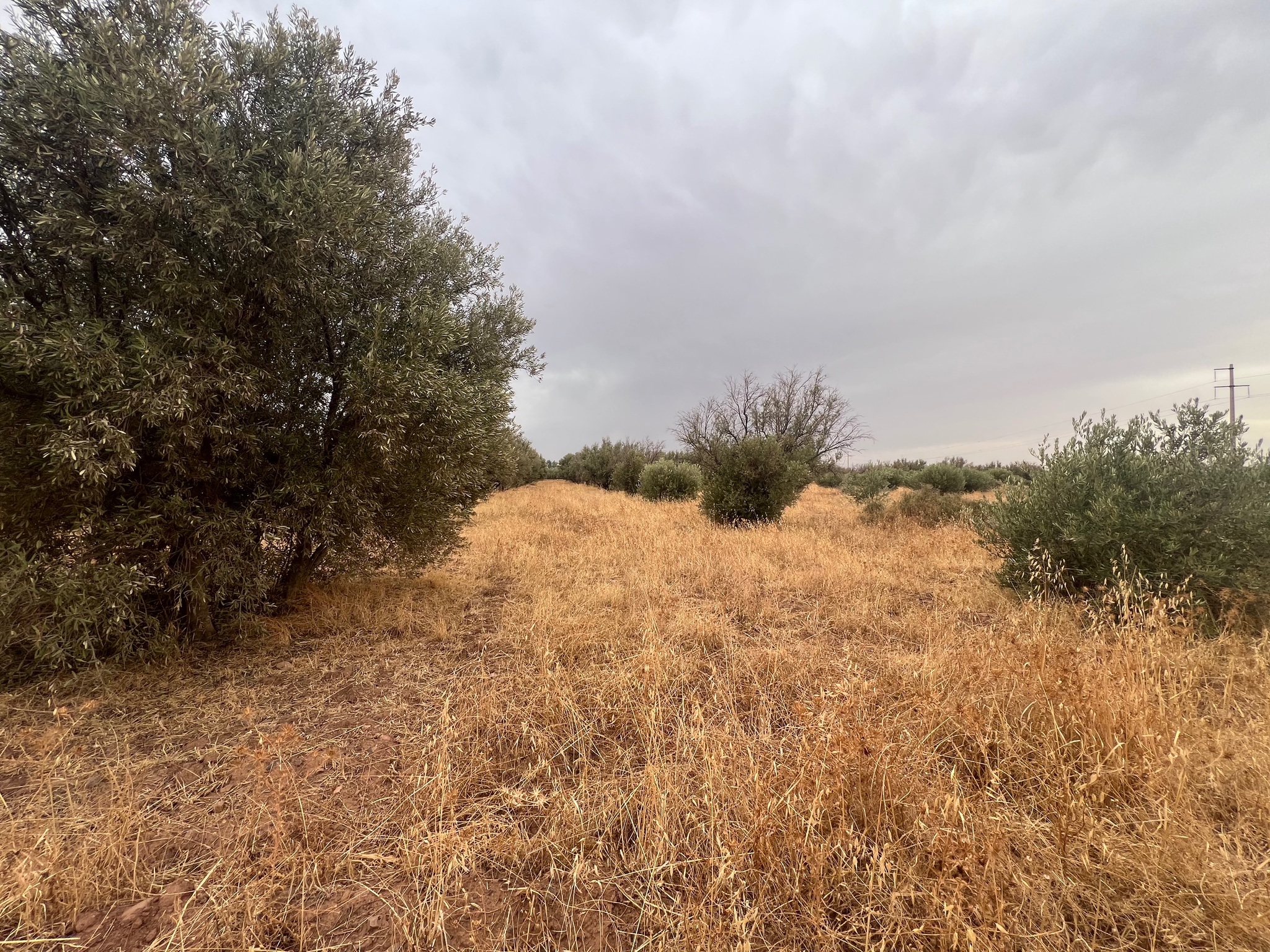 Terrain arboré 3,5 ha à vendre, Route de Tahanaoute, Marrakech — miniature 4