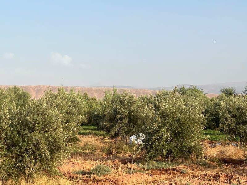 ضّيعة محفظة 1.5 هكتار، 180 زيتونة، للبيع، آيت فاسكا، مراكش — Ferme, Ait Faska