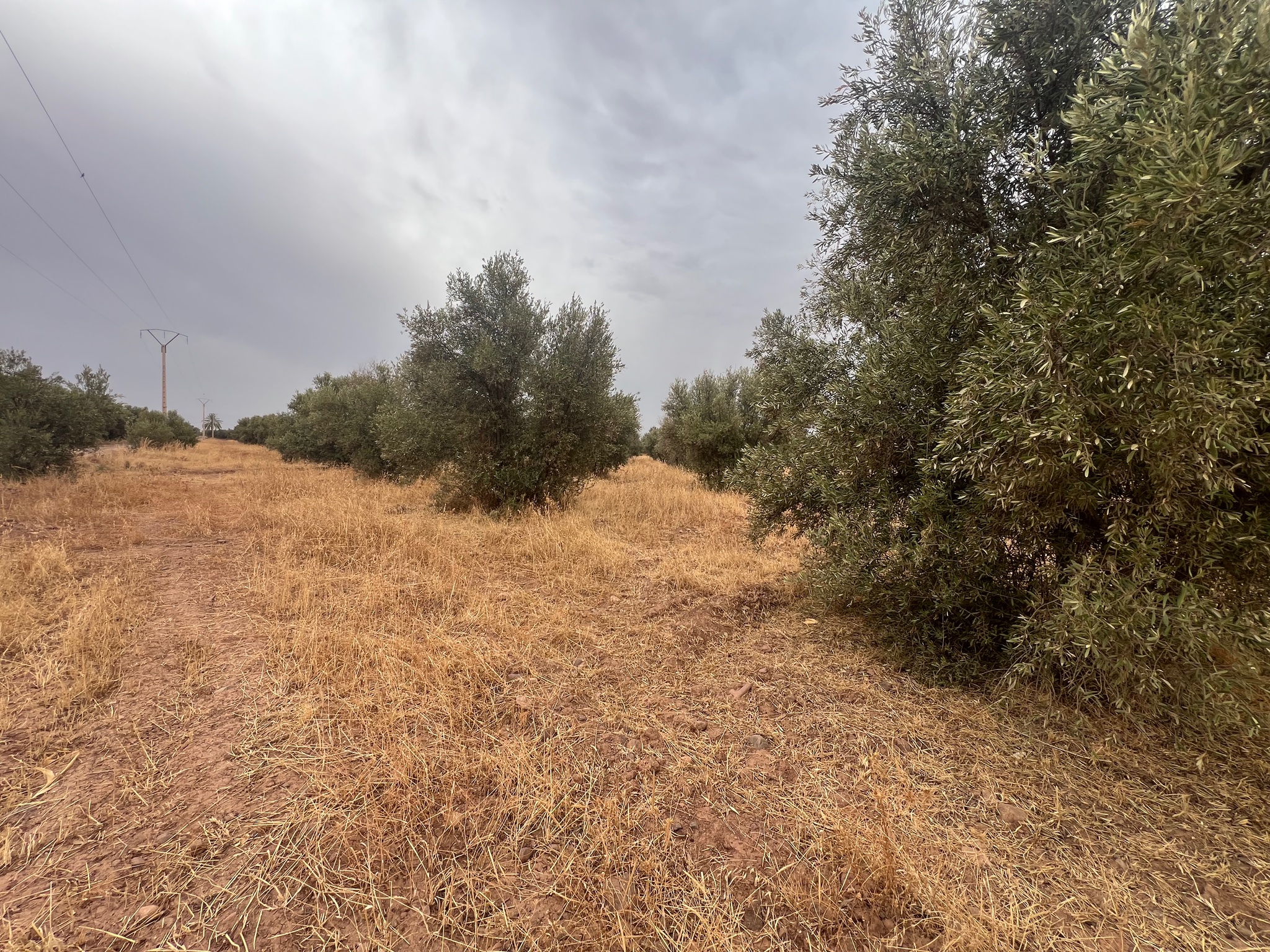Terrain arboré 3,5 ha à vendre, Route de Tahanaoute, Marrakech — miniature 5